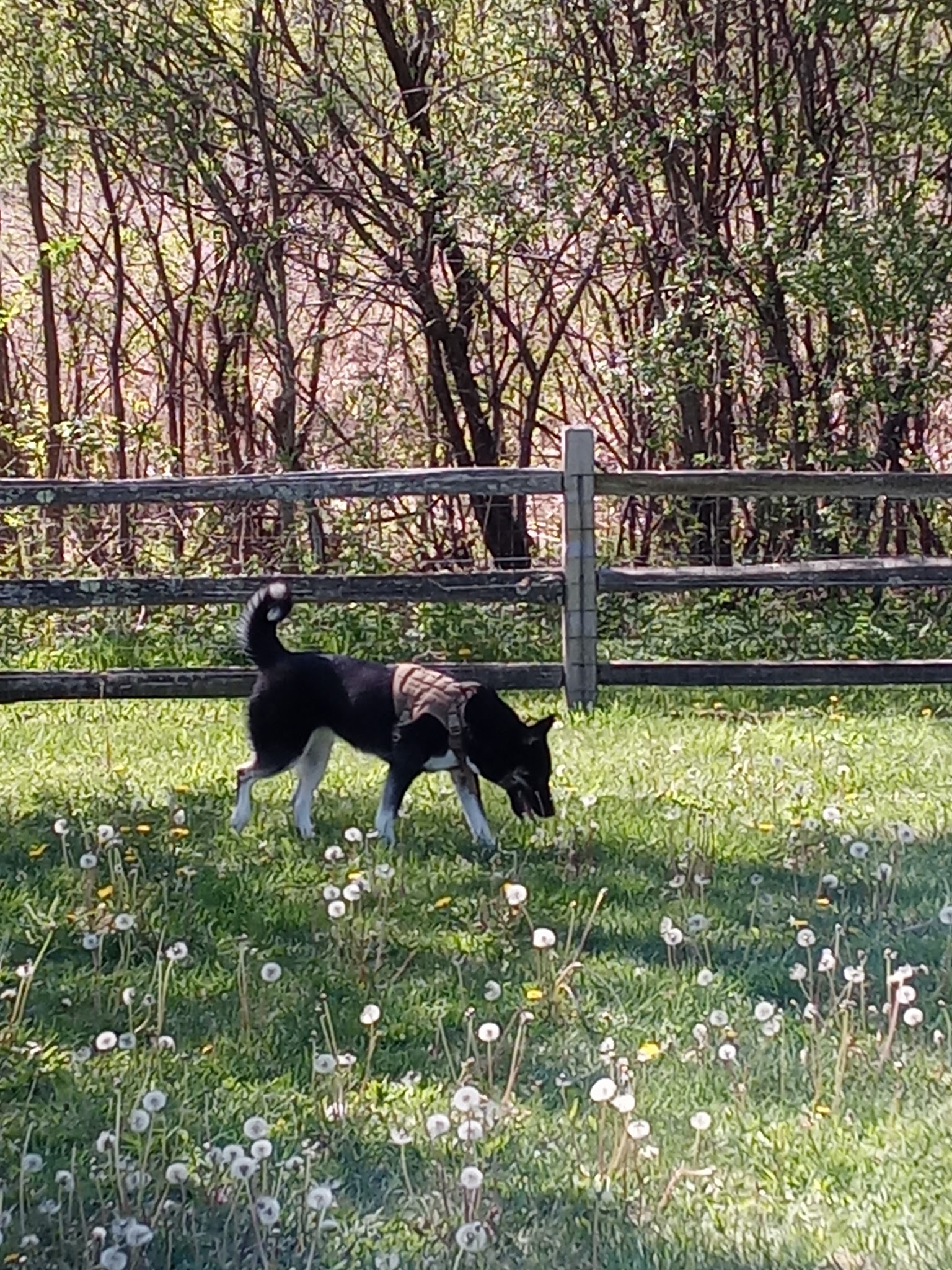 Callahan-Franklin Dog Exercise Area - Waukegan, IL