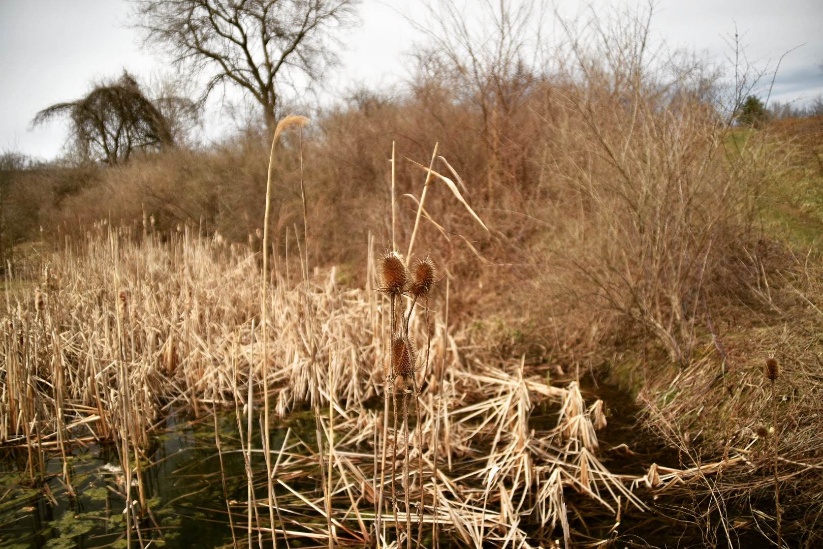 Carantouan Greenway Wildwood Nature Reserve - Waverly, NY