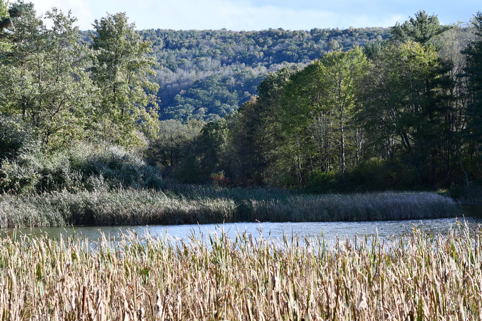 Carantouan Greenway Wildwood Nature Reserve - Waverly, NY