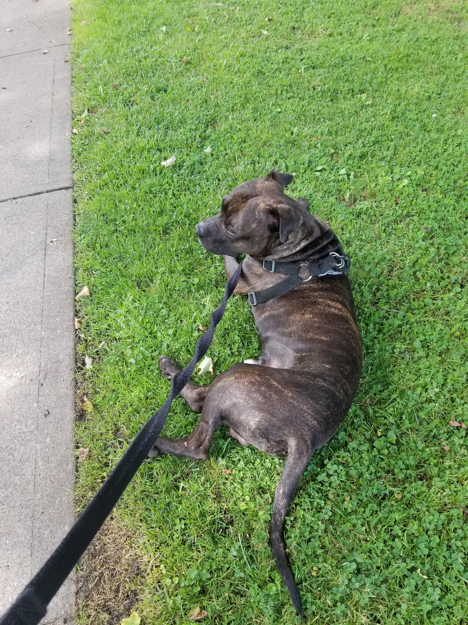 Muldoon Park Gazebo - Waverly, NY
