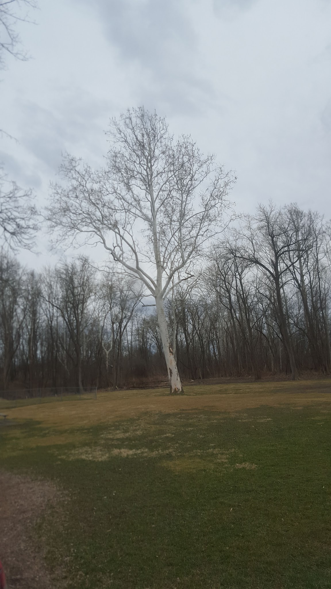 Waverly Recreation Babe Ruth - Waverly, NY