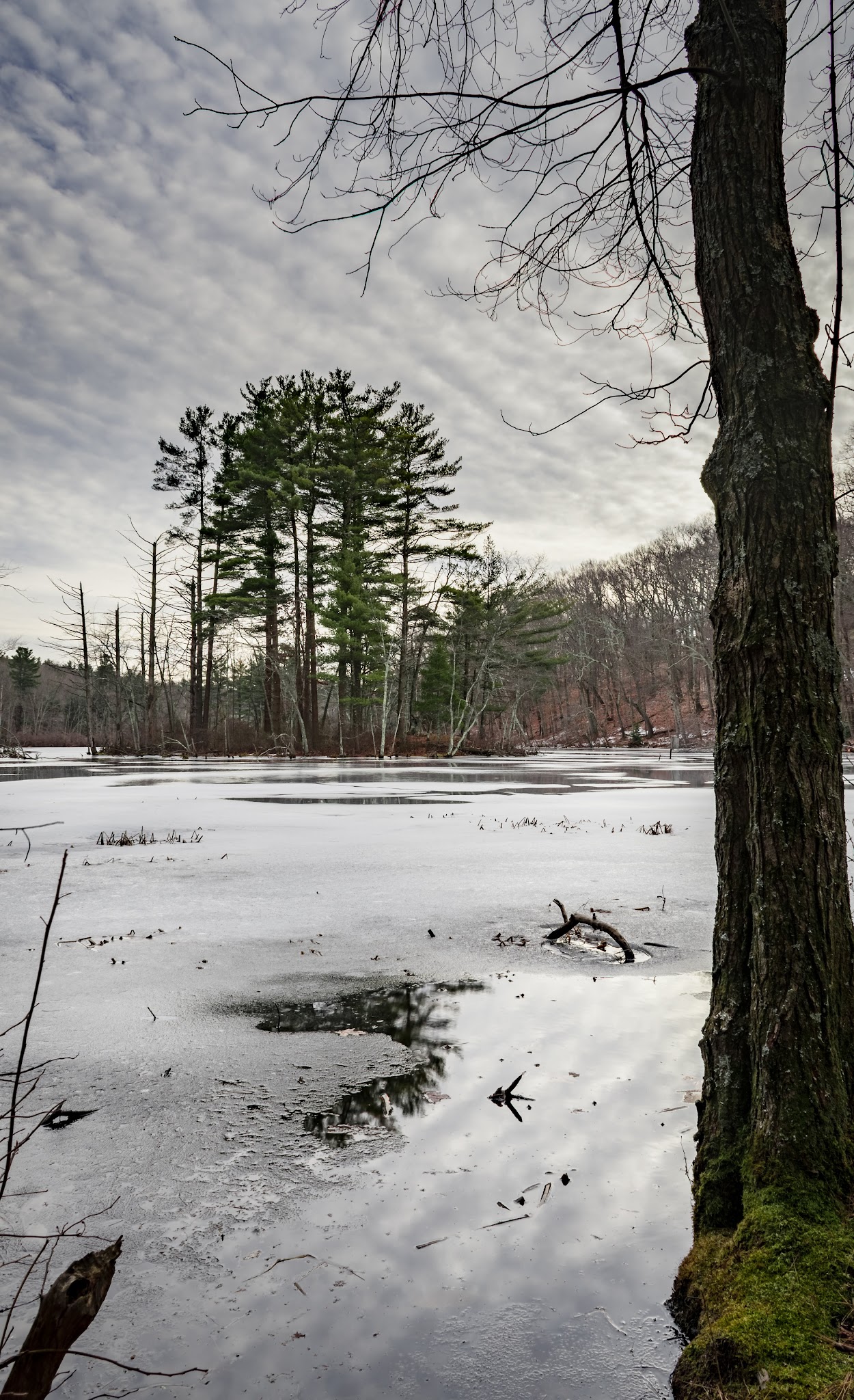 Hamlen Woods - Wayland, MA