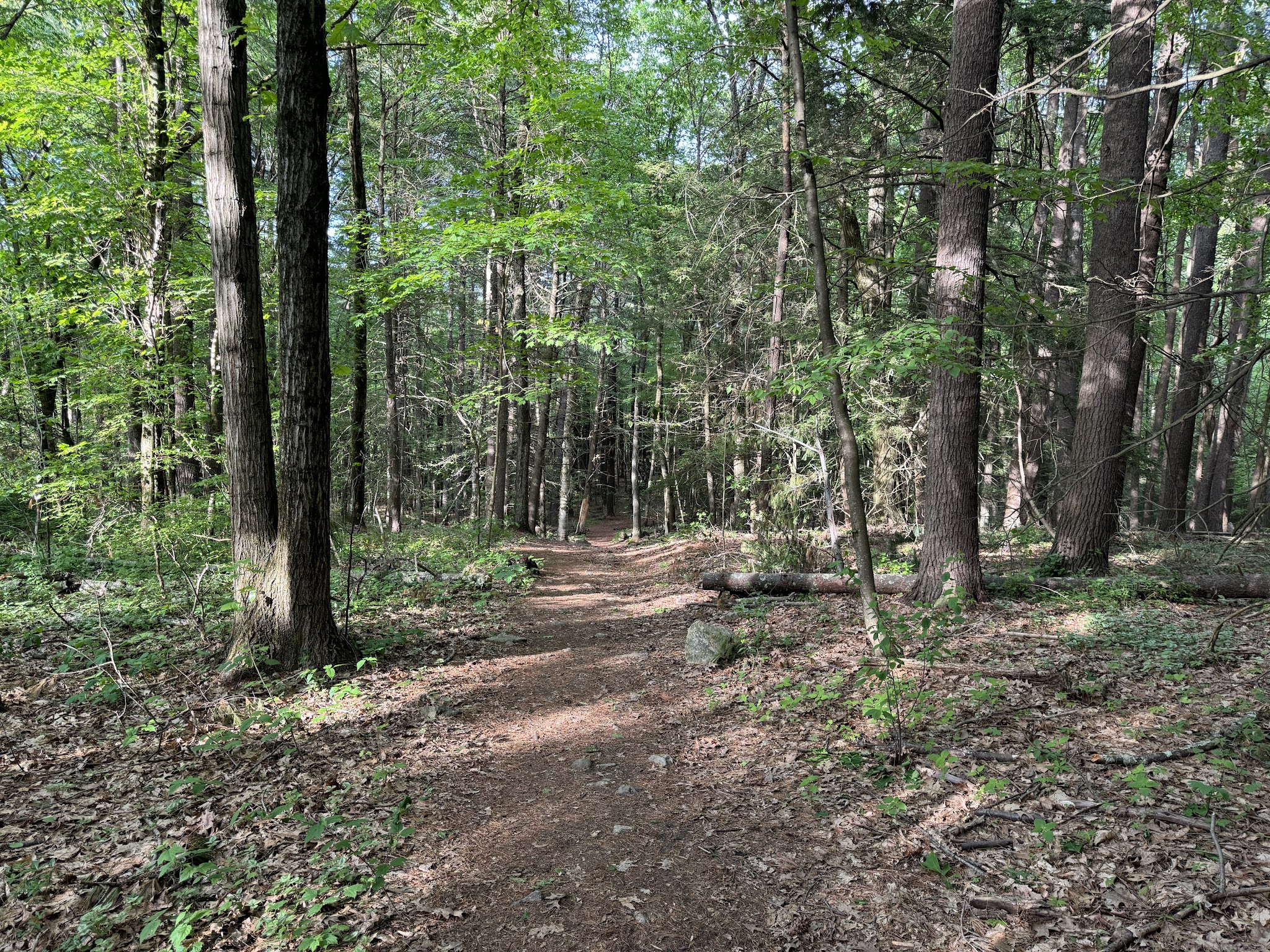 Hamlen Woods - Wayland, MA