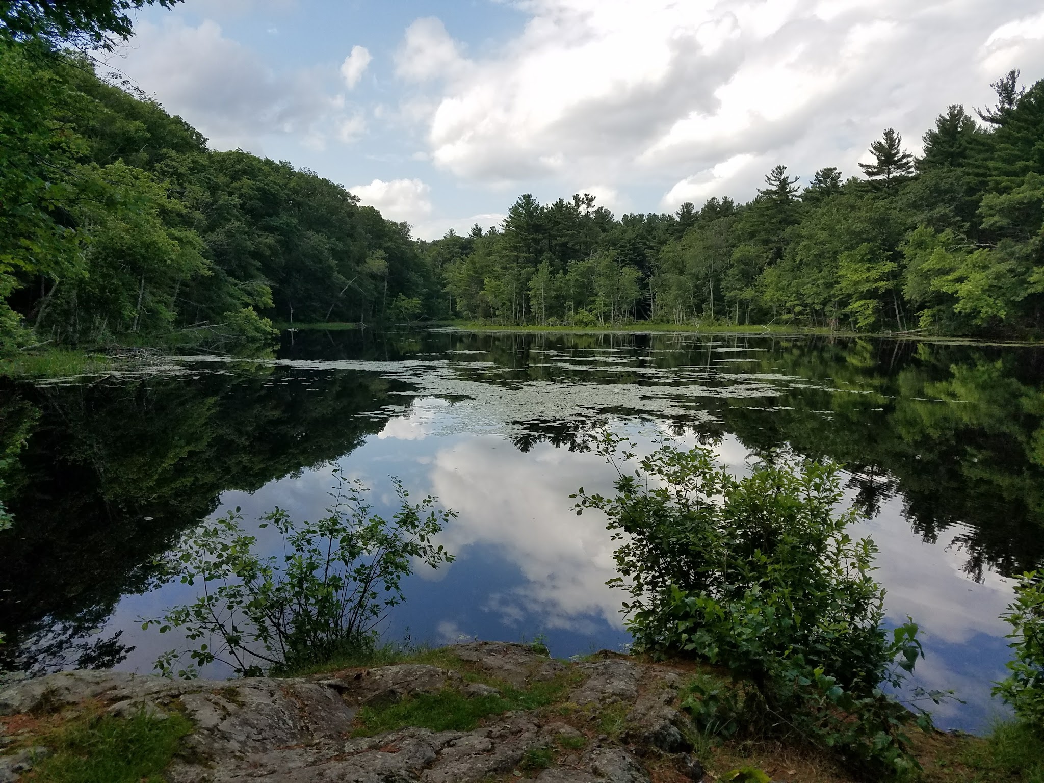Hamlen Woods - Wayland, MA