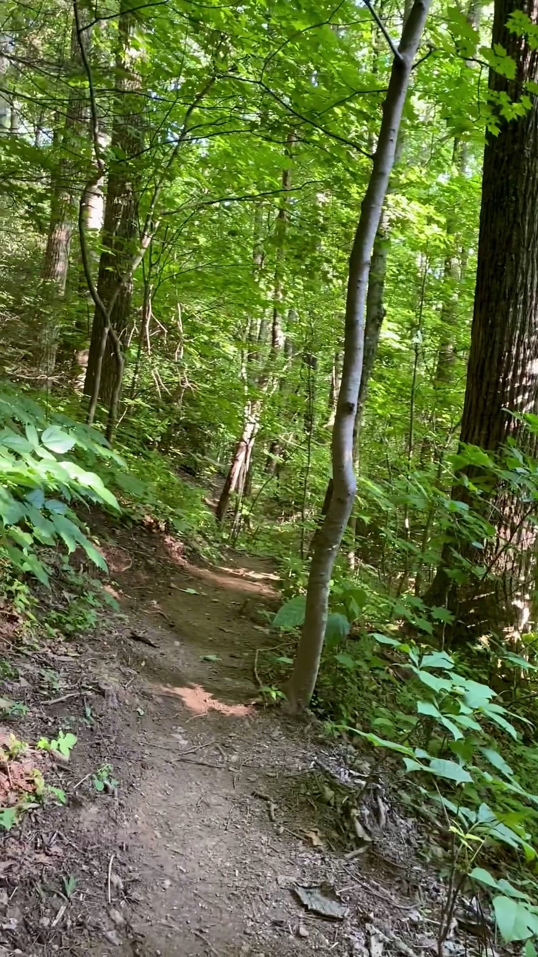 Rattlesnake Lodge - Weaverville, NC