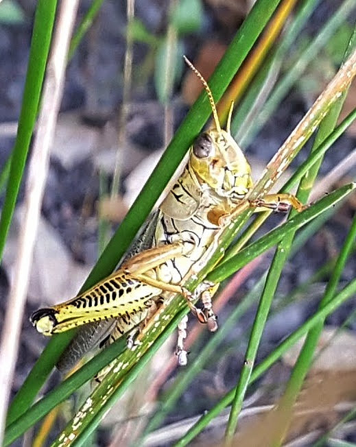 Unknown Park - Weimar, TX