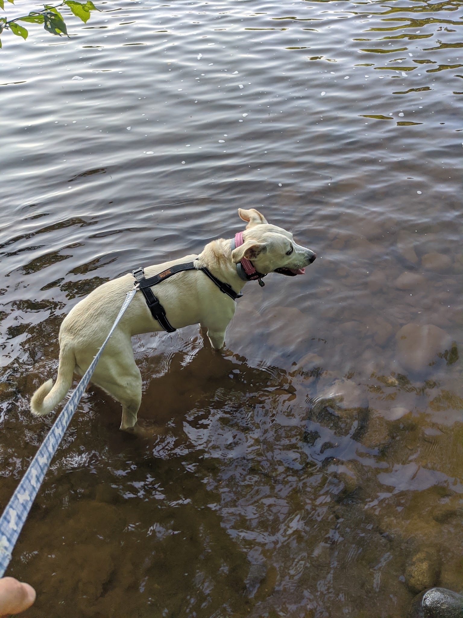 River Point Canine Park - Weissport, PA