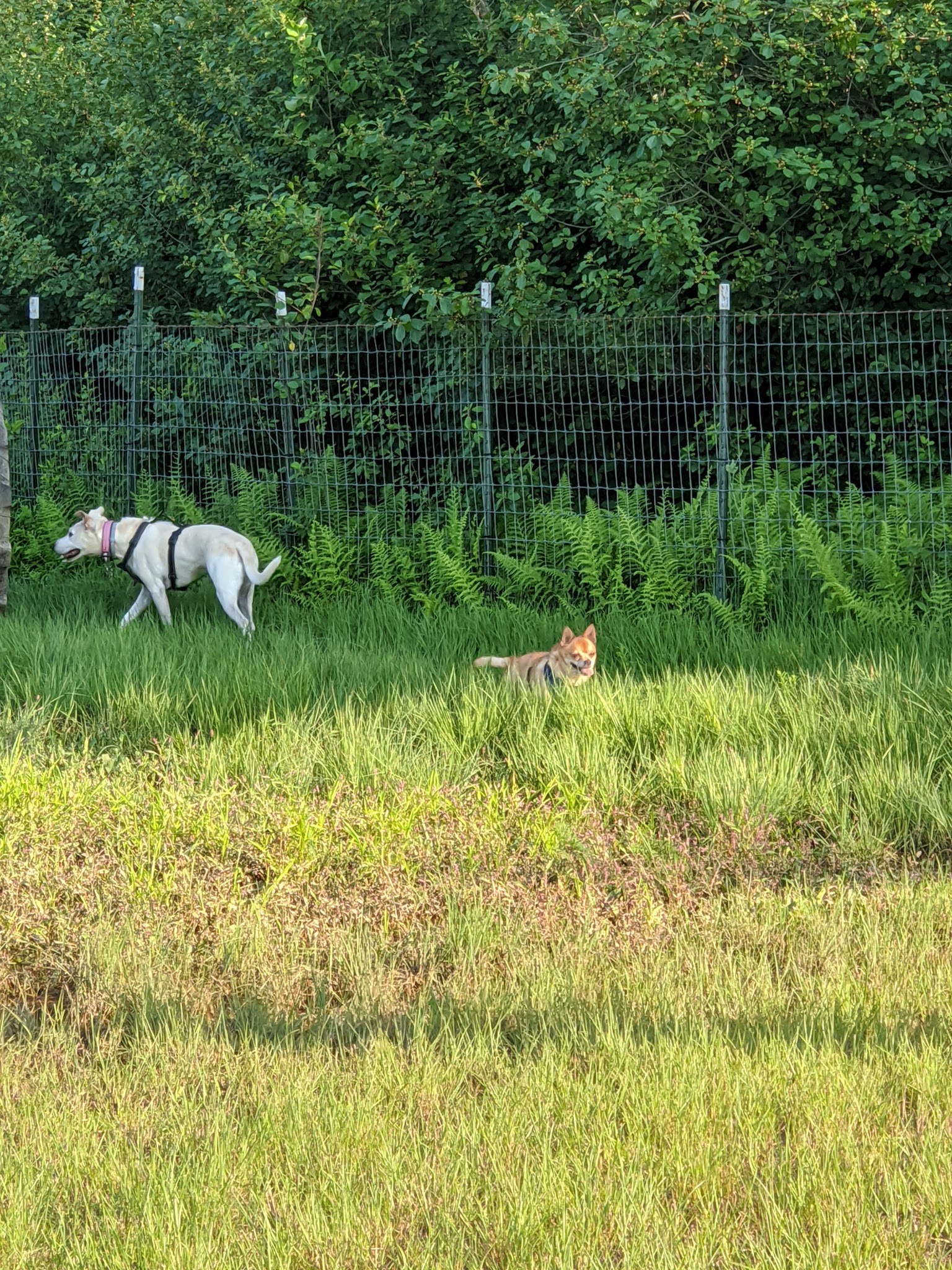 River Point Canine Park - Weissport, PA