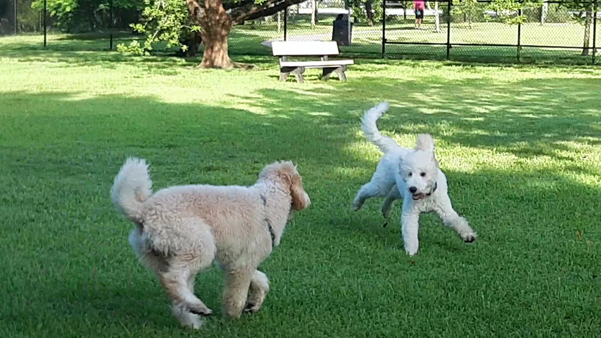 Wellington Dog Park - Wellington, FL