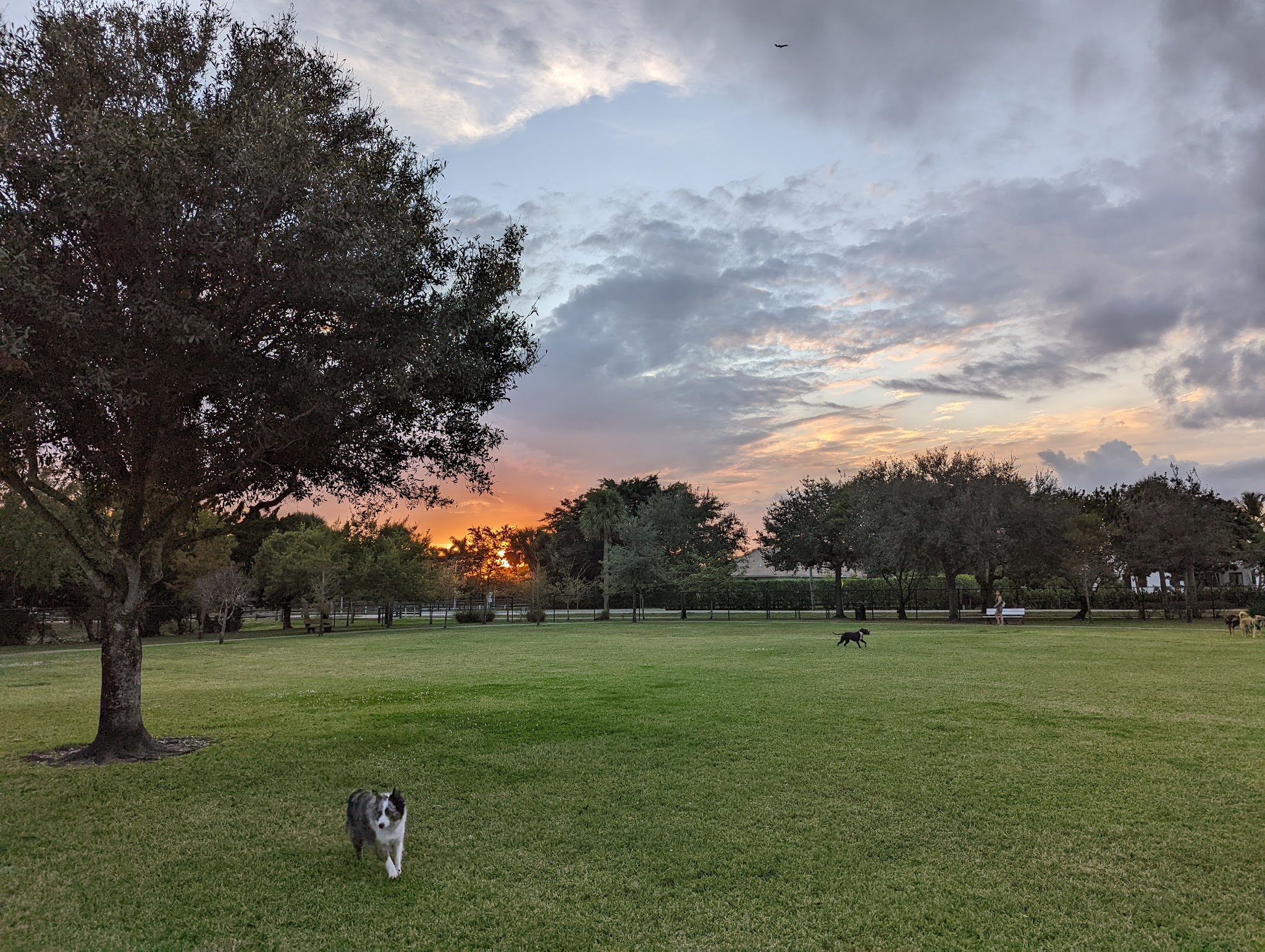 Wellington Dog Park - Wellington, FL