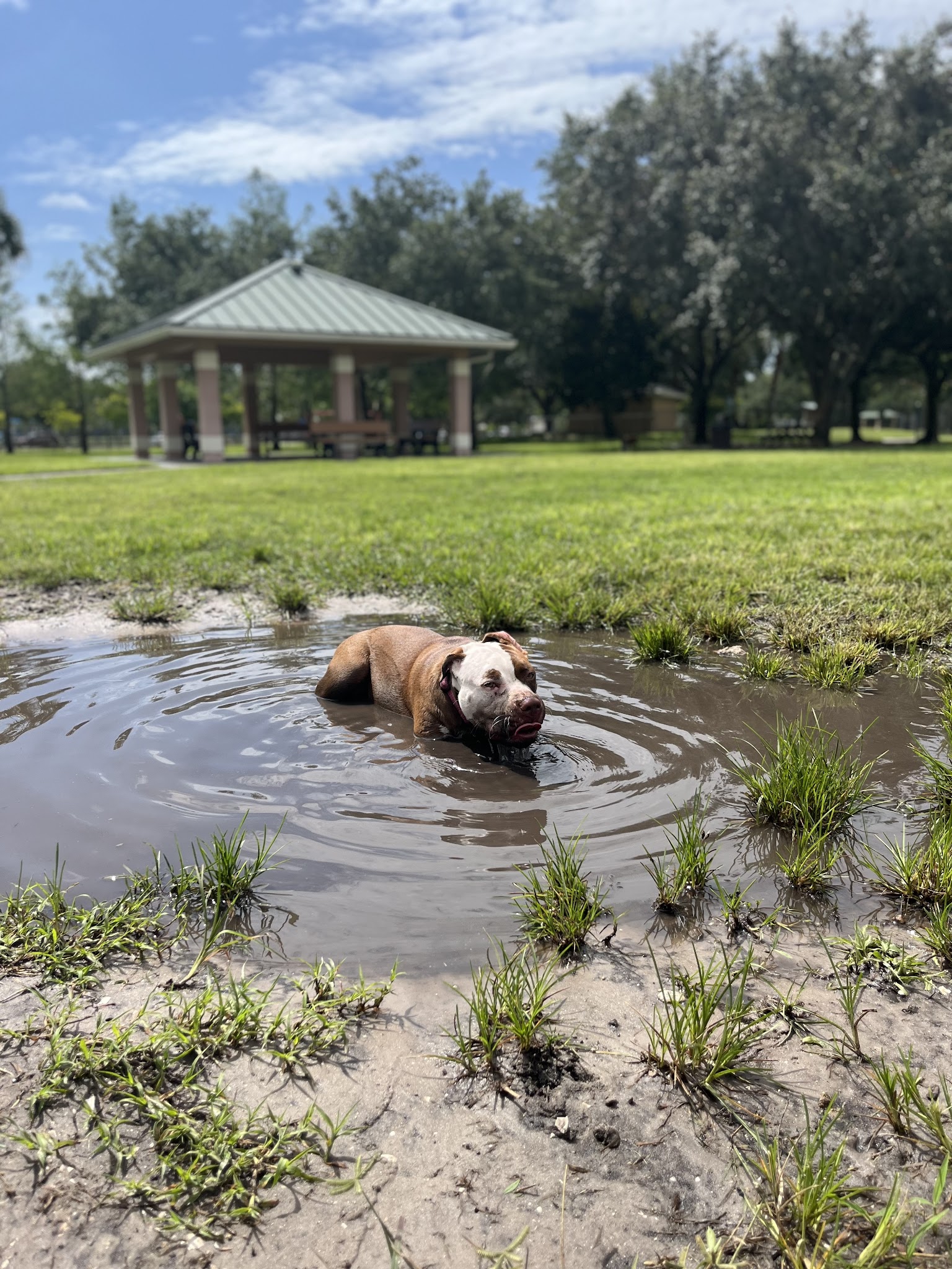 Wellington Dog Park - Wellington, FL