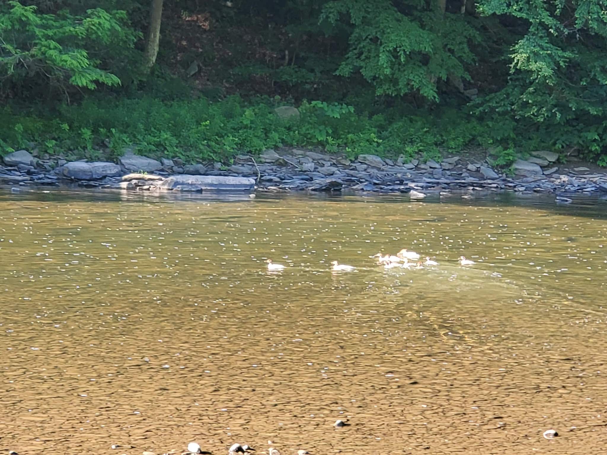 Tiadaghton Campground - Wellsboro, PA