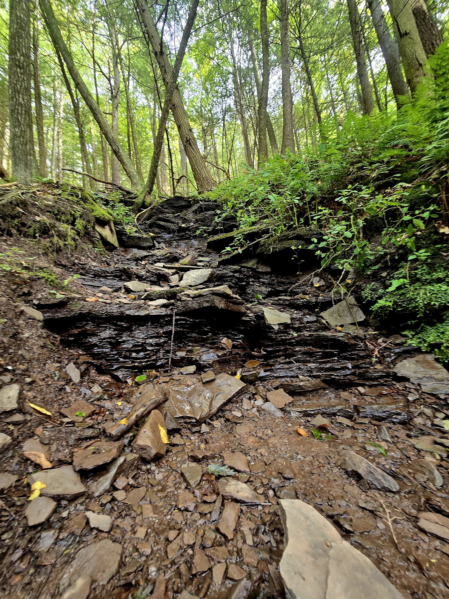 Turkey Path Trail - Wellsboro, PA