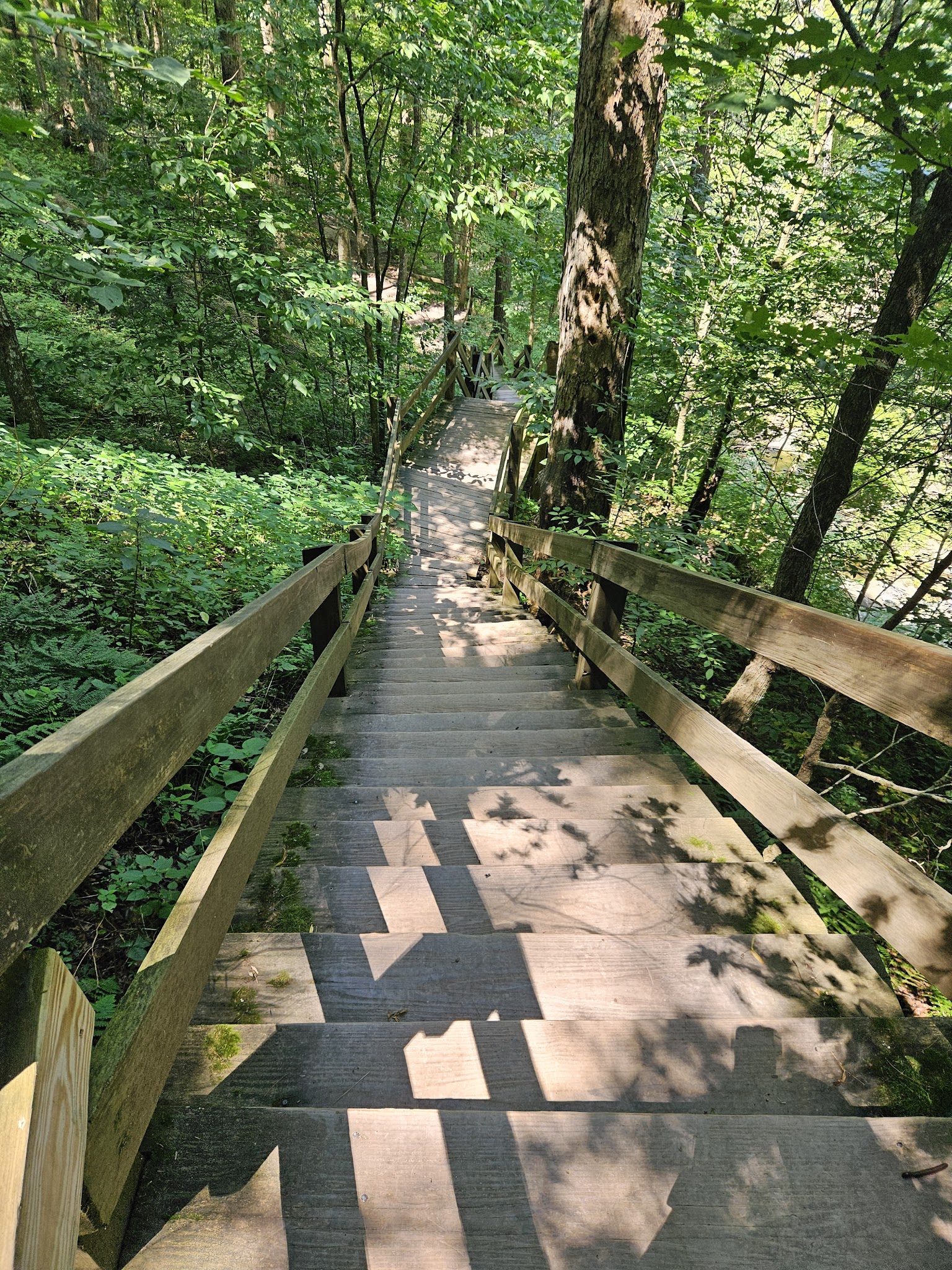 Turkey Path Trail - Wellsboro, PA