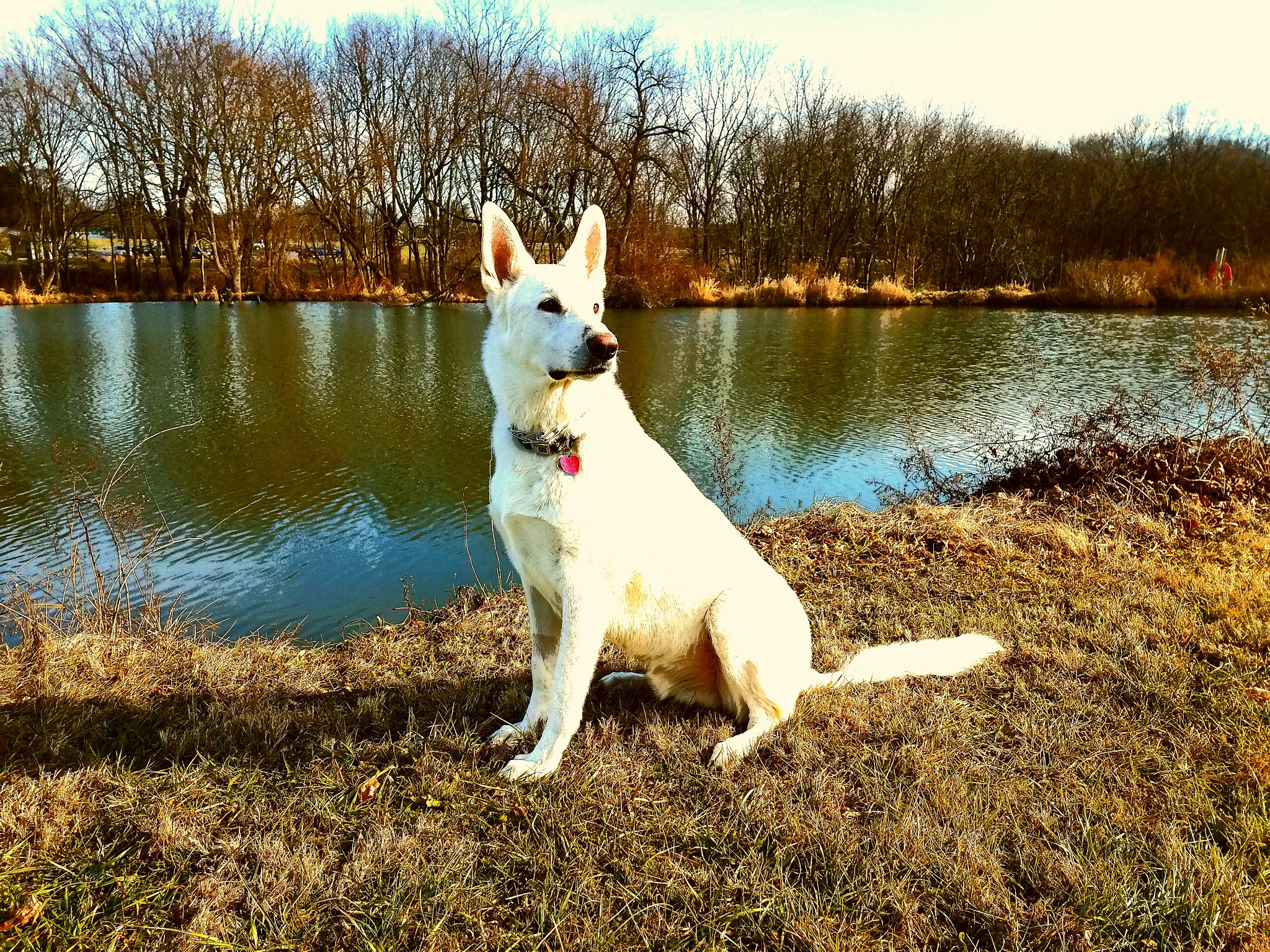 Goddard Dog Park - West Grove, PA