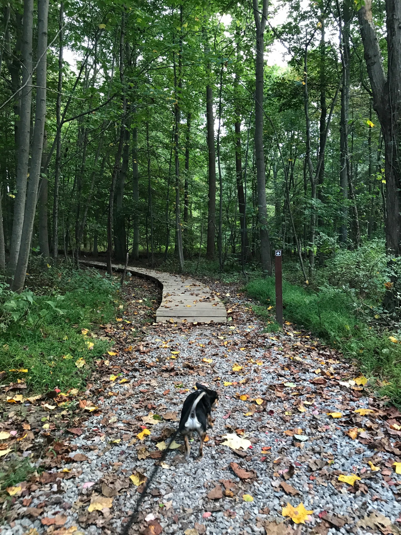 Goddard Dog Park - West Grove, PA