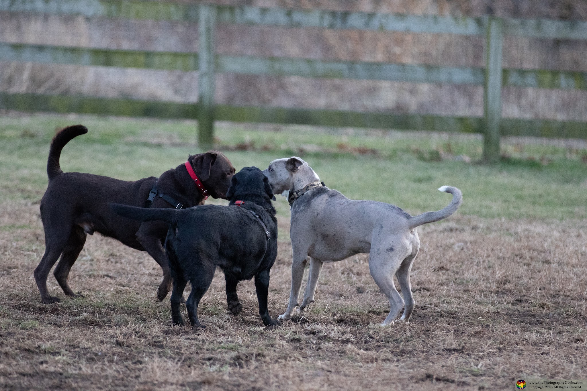 Goddard Dog Park - West Grove, PA