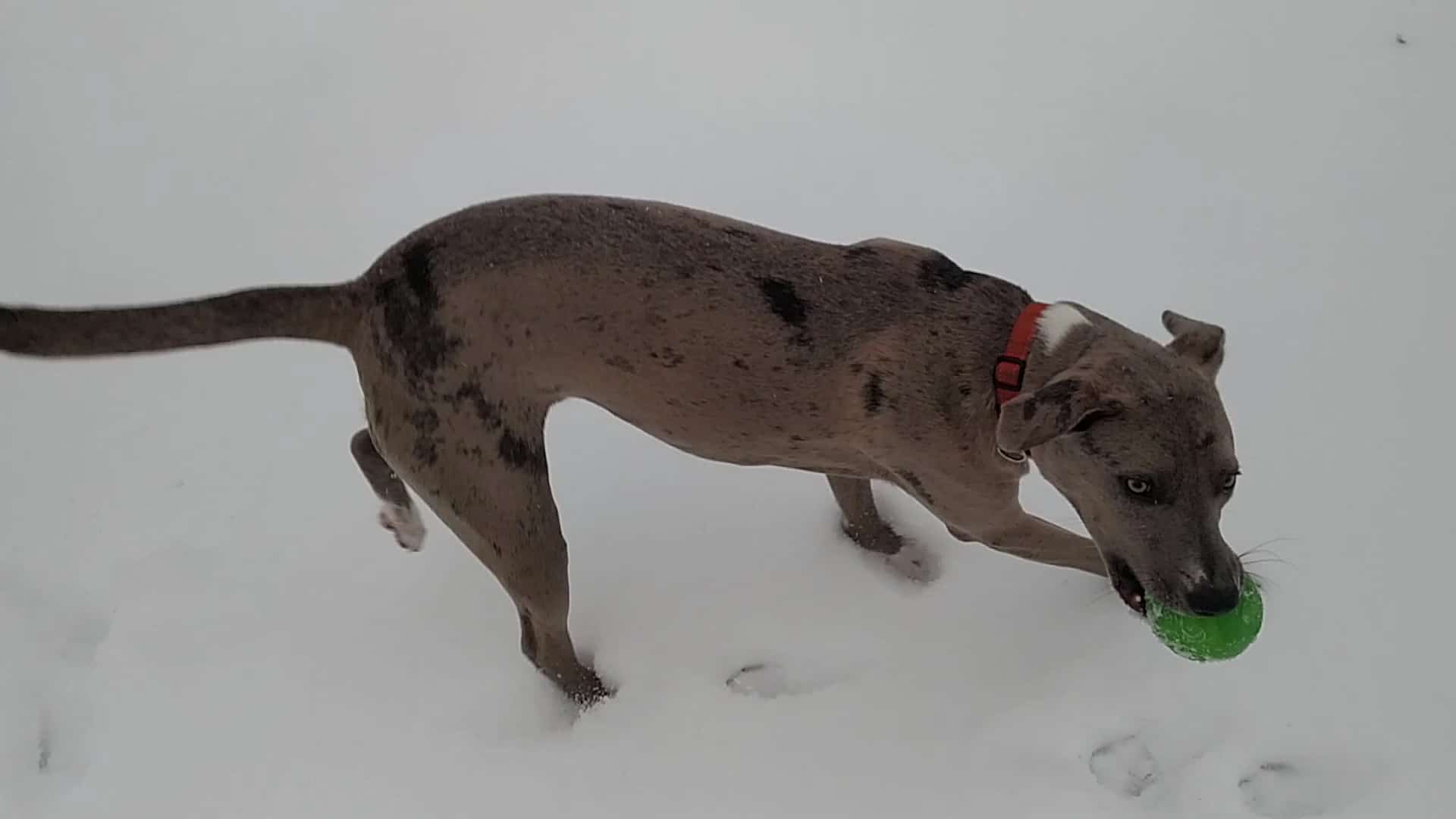 Goddard Dog Park - West Grove, PA