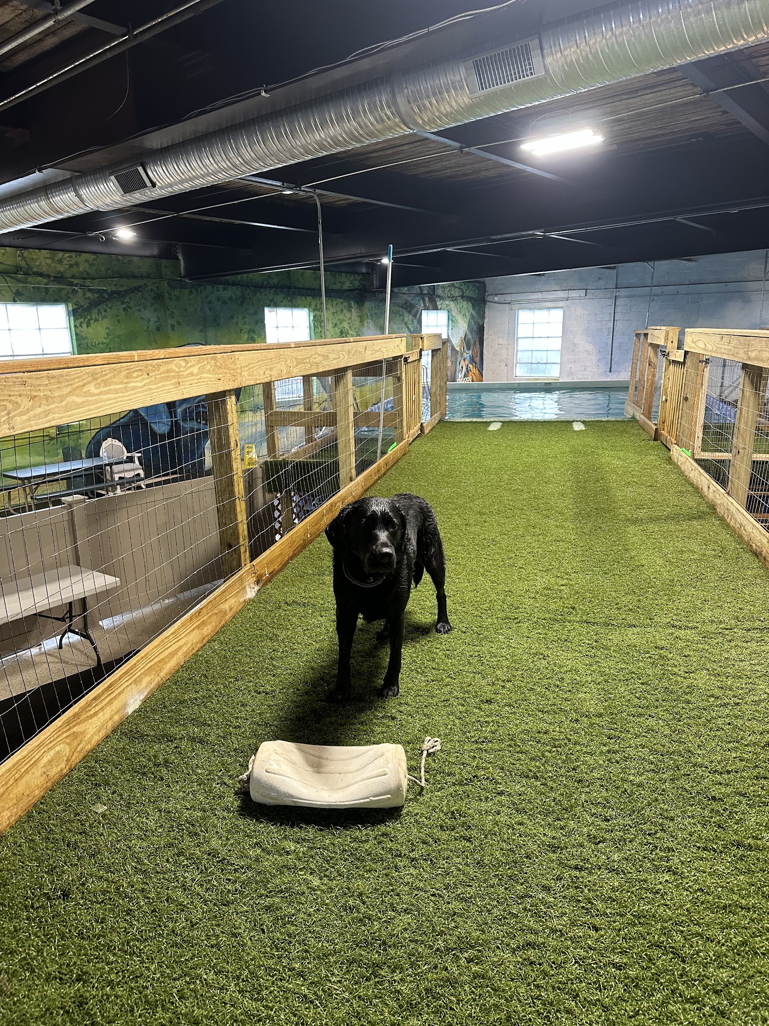 Wagging Tails Pet Resort and Spaw | Cat & Dog Boarding - Cat & Dog Grooming CT - West Hartford, CT