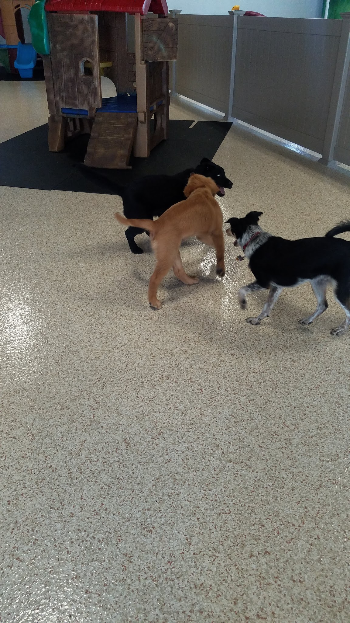 Wagging Tails Pet Resort and Spaw | Cat & Dog Boarding - Cat & Dog Grooming CT - West Hartford, CT