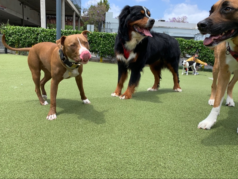 West Hollywood Park Dog Park - West Hollywood, CA