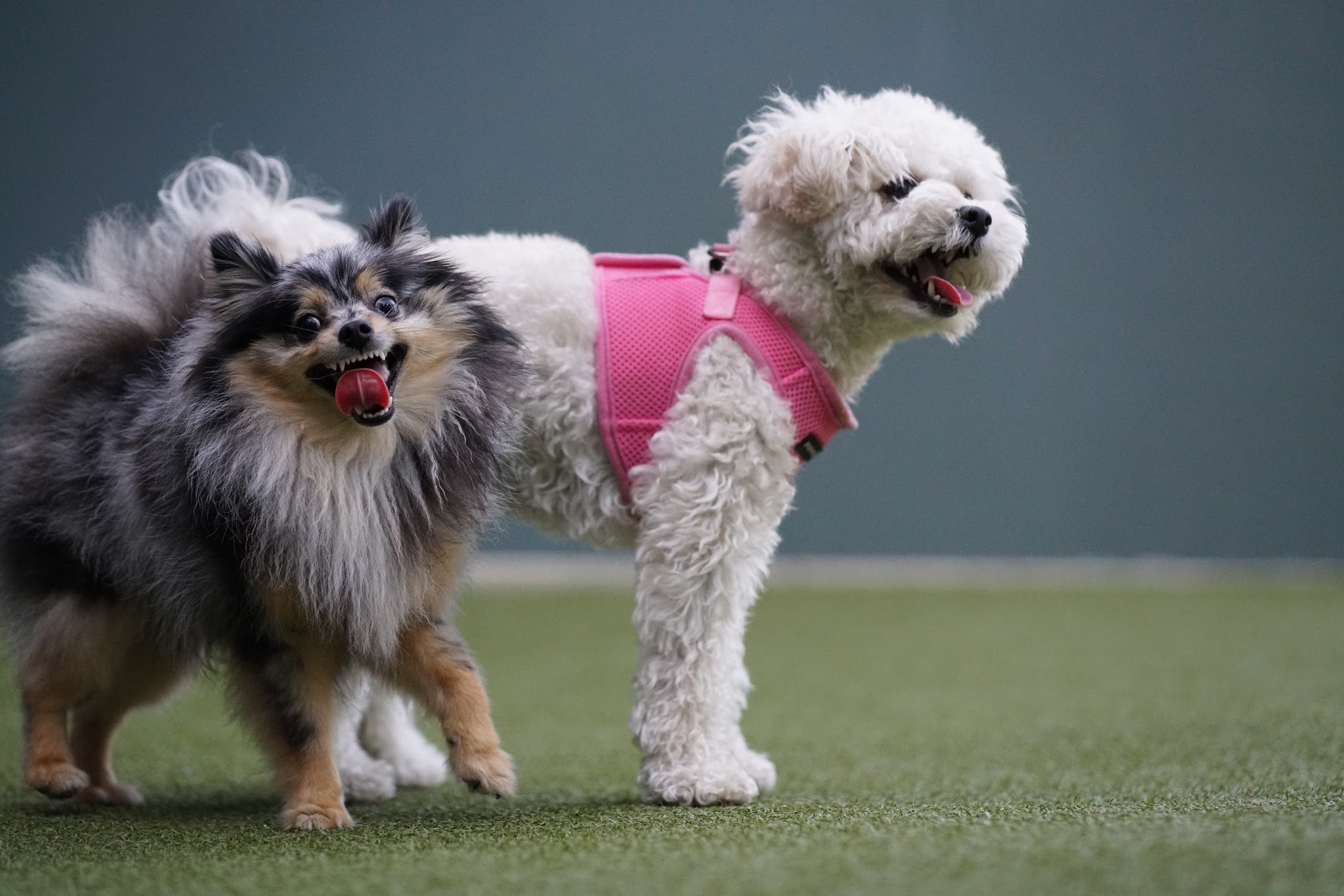 West Hollywood Park Dog Park - West Hollywood, CA