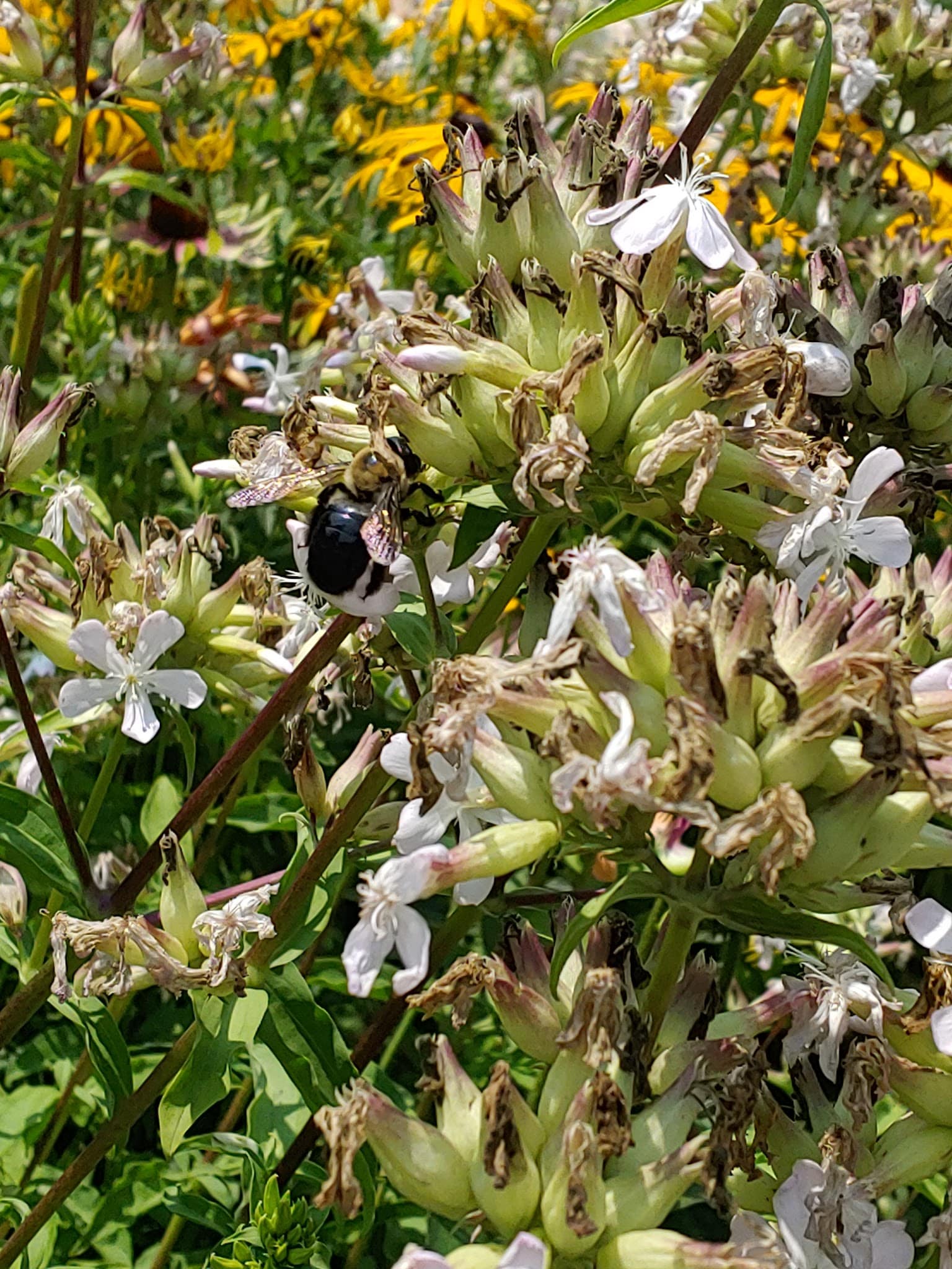 BackStreet Park - West Jefferson, NC