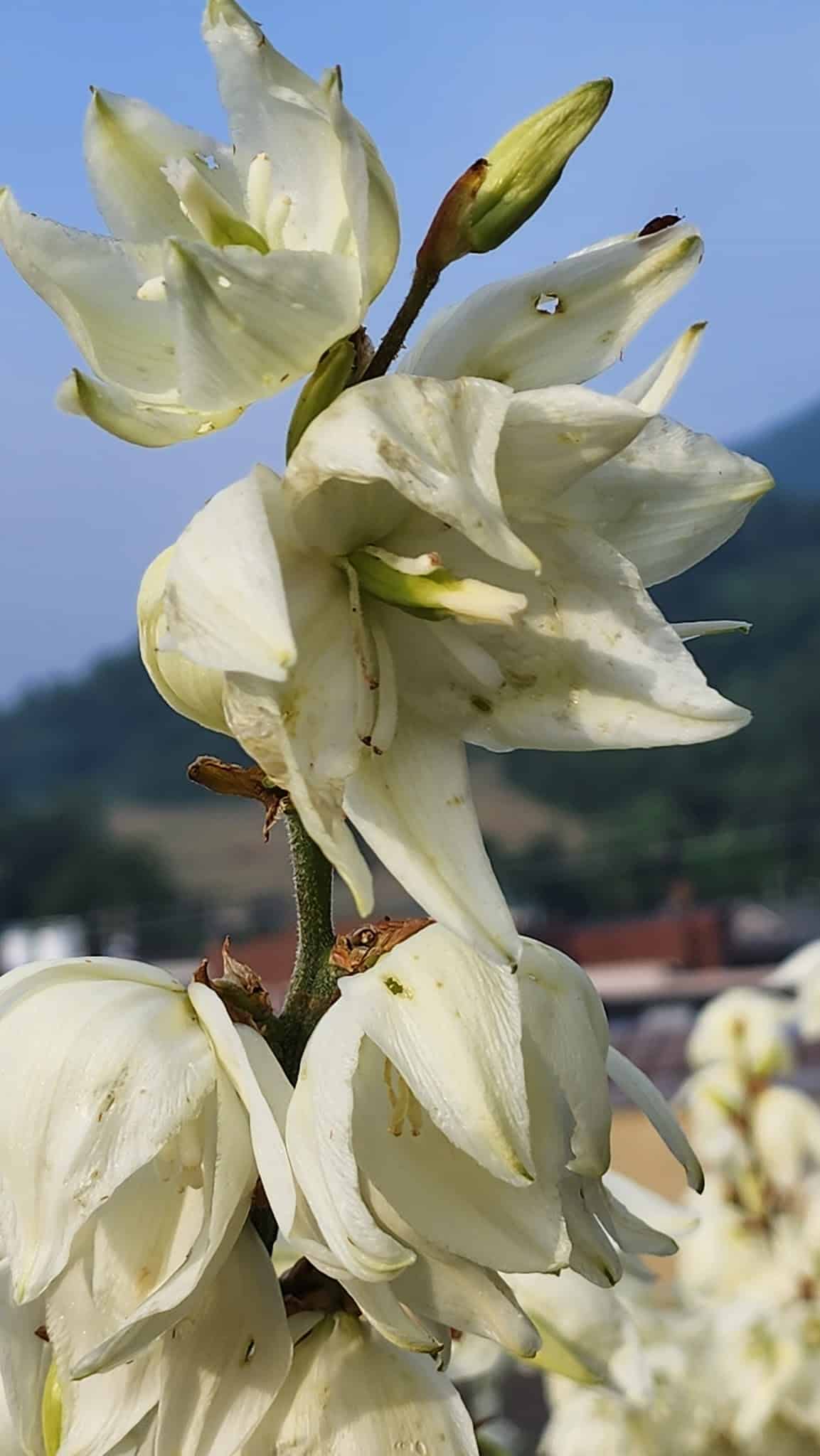 BackStreet Park - West Jefferson, NC