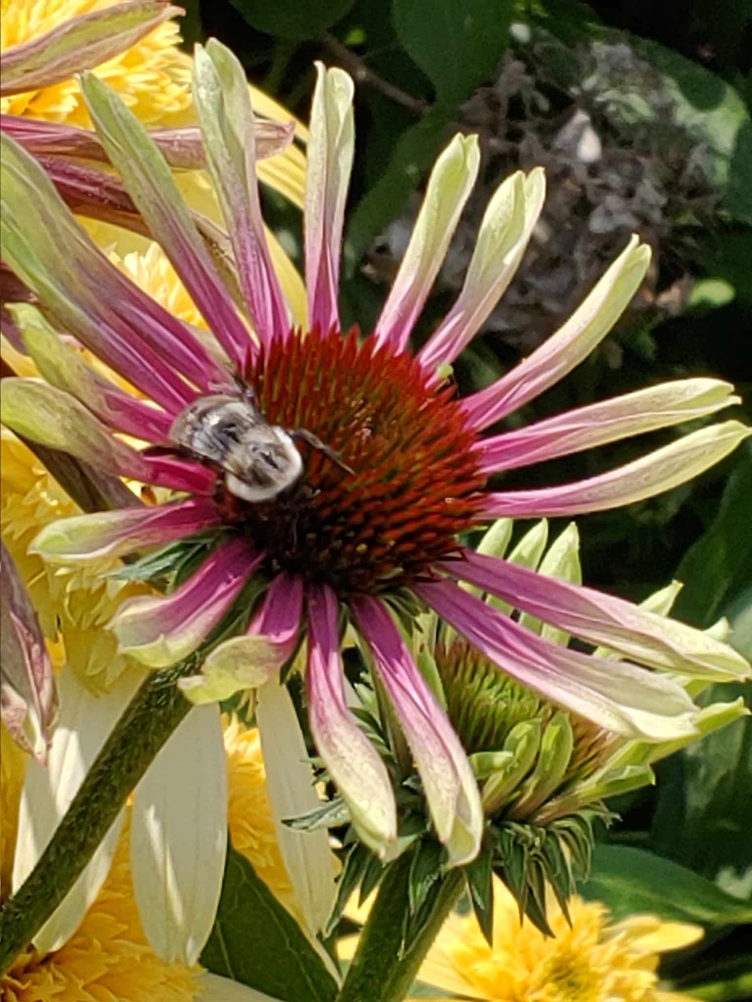 BackStreet Park - West Jefferson, NC