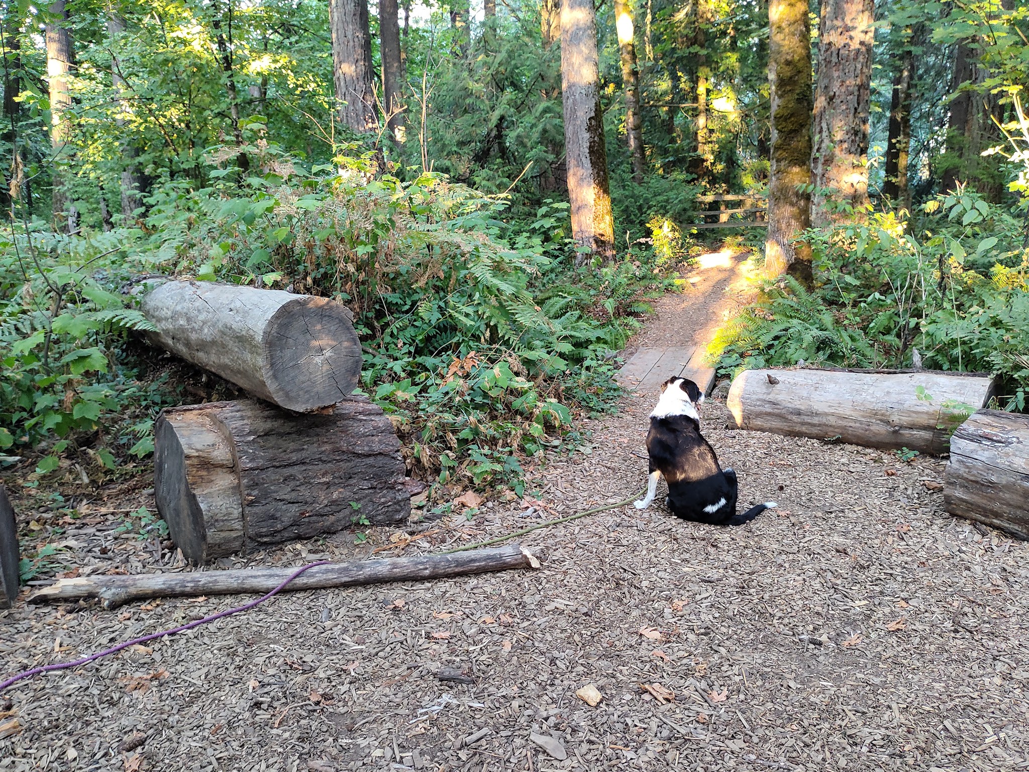 Off-Leash Dog Park - West Linn, OR