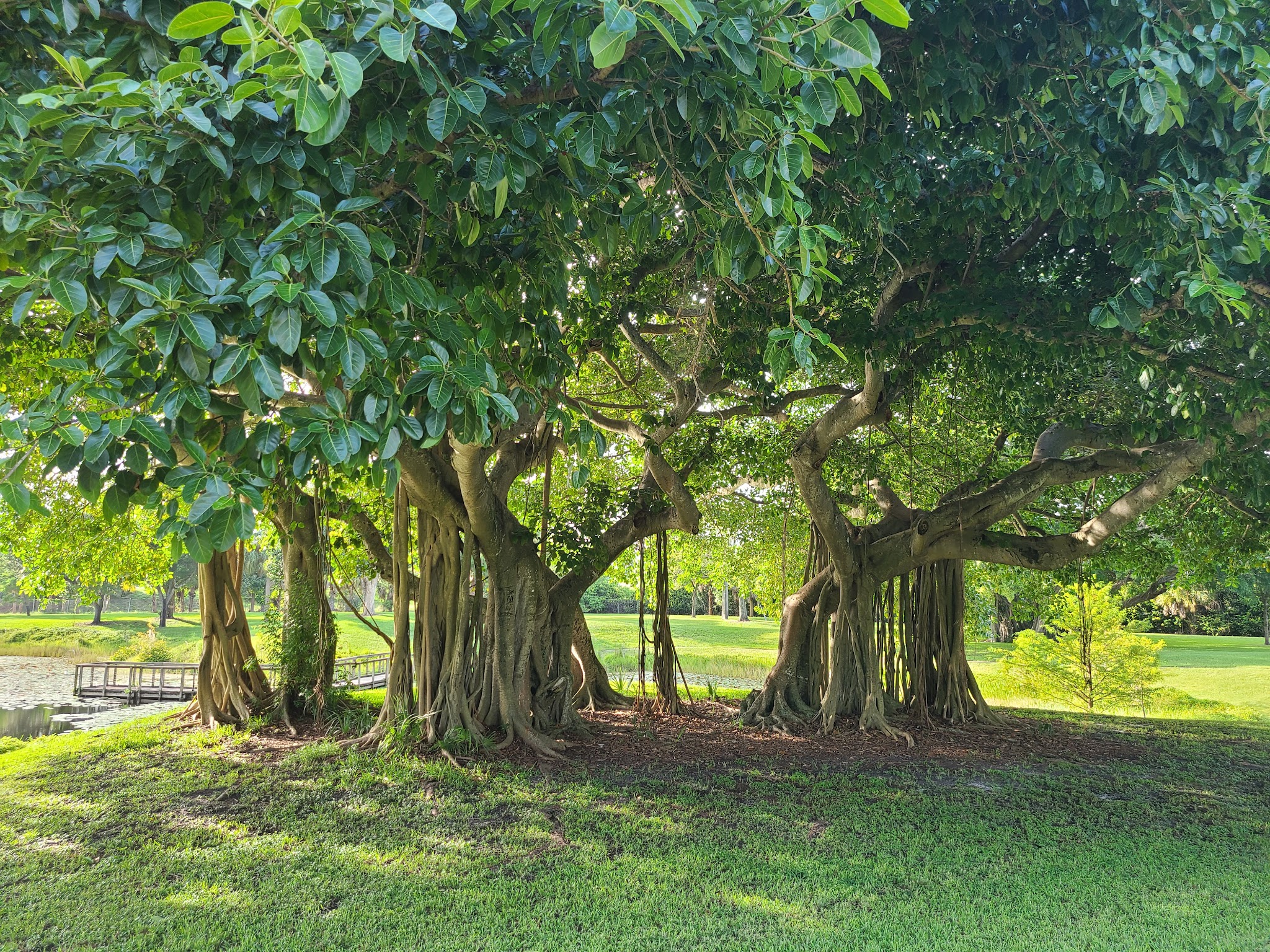 Dreher Dog Park - West Palm Beach, FL