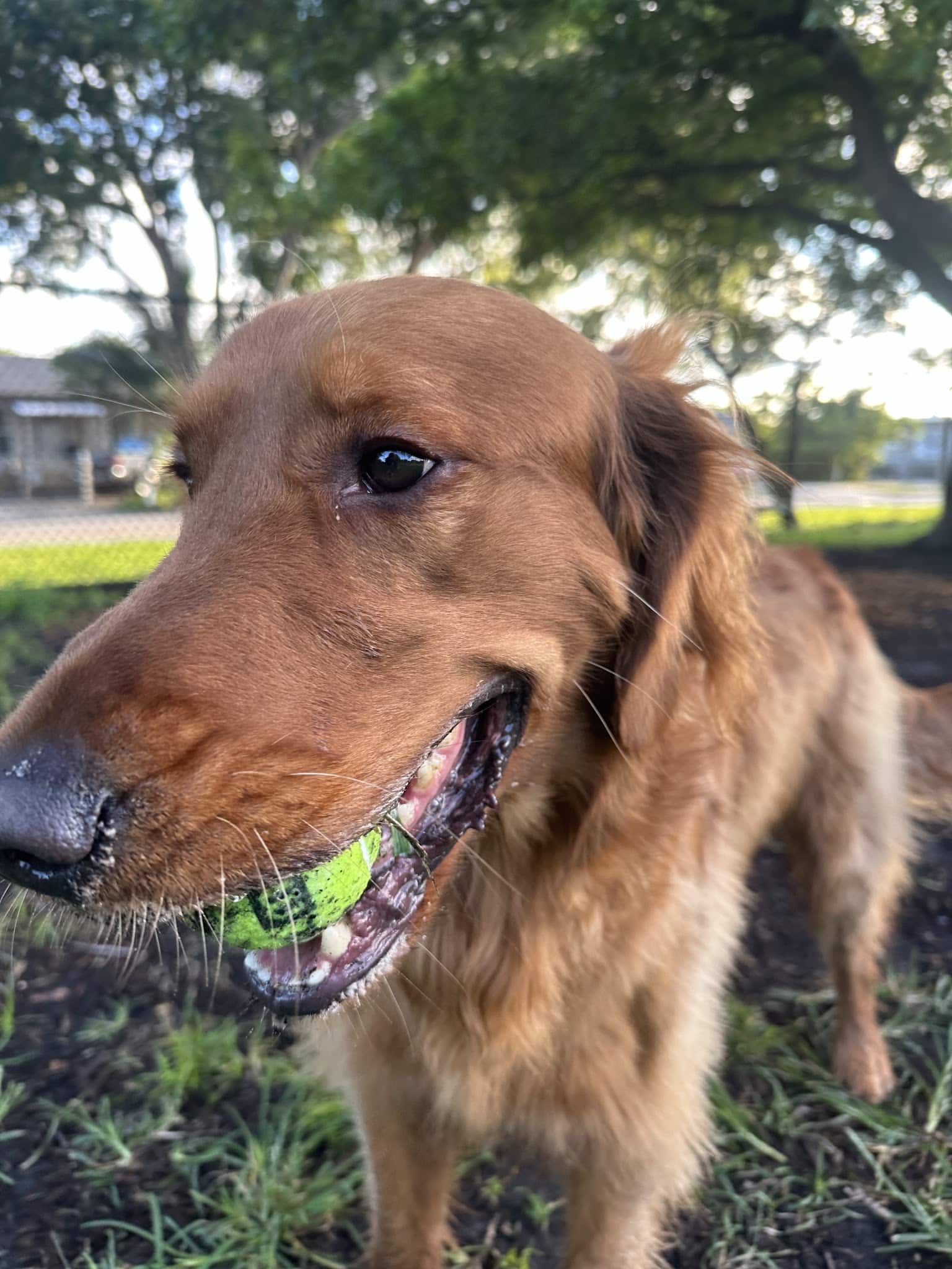 Mary Brandon Dog Park - West Palm Beach, FL