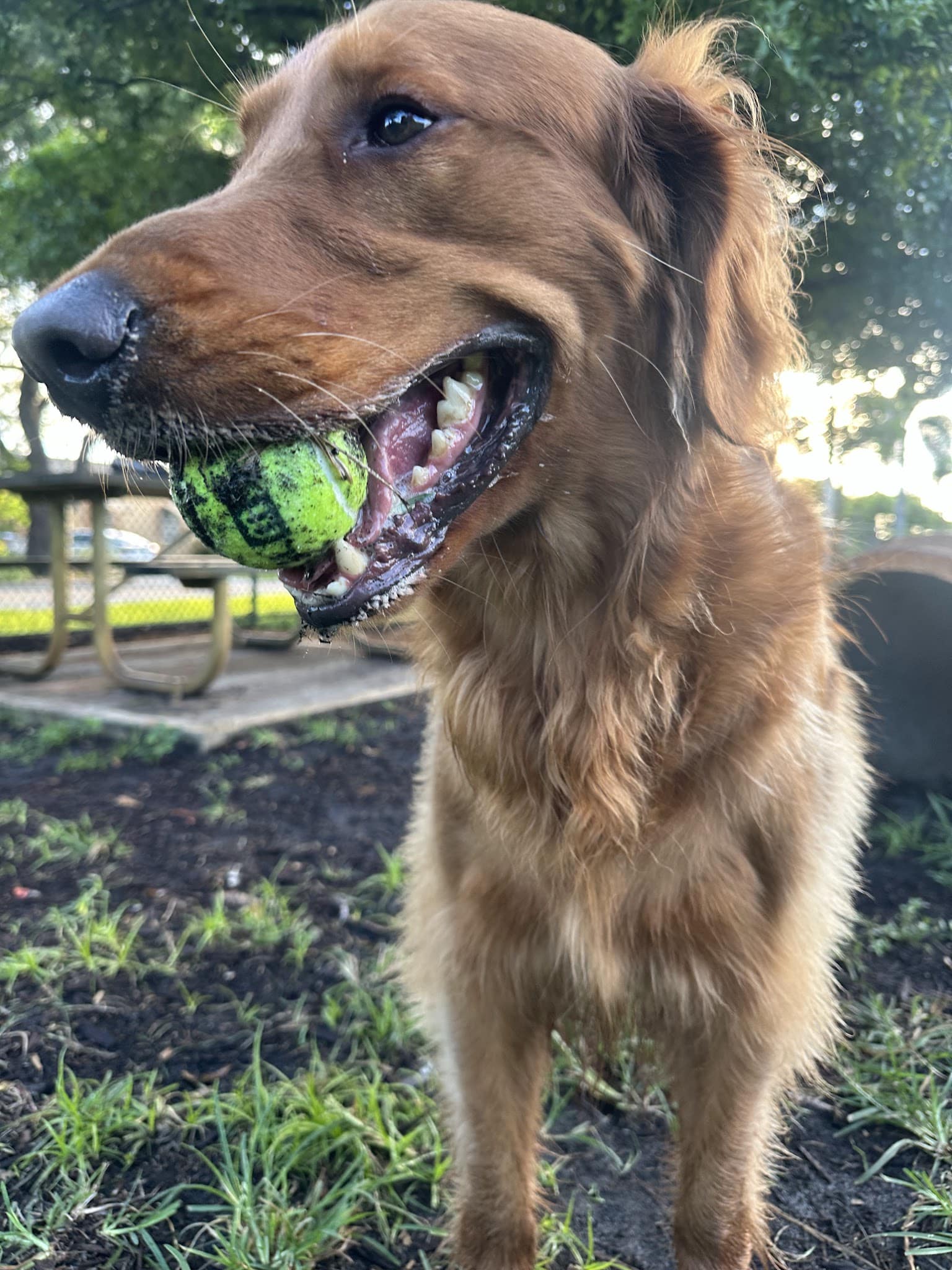 Mary Brandon Dog Park - West Palm Beach, FL