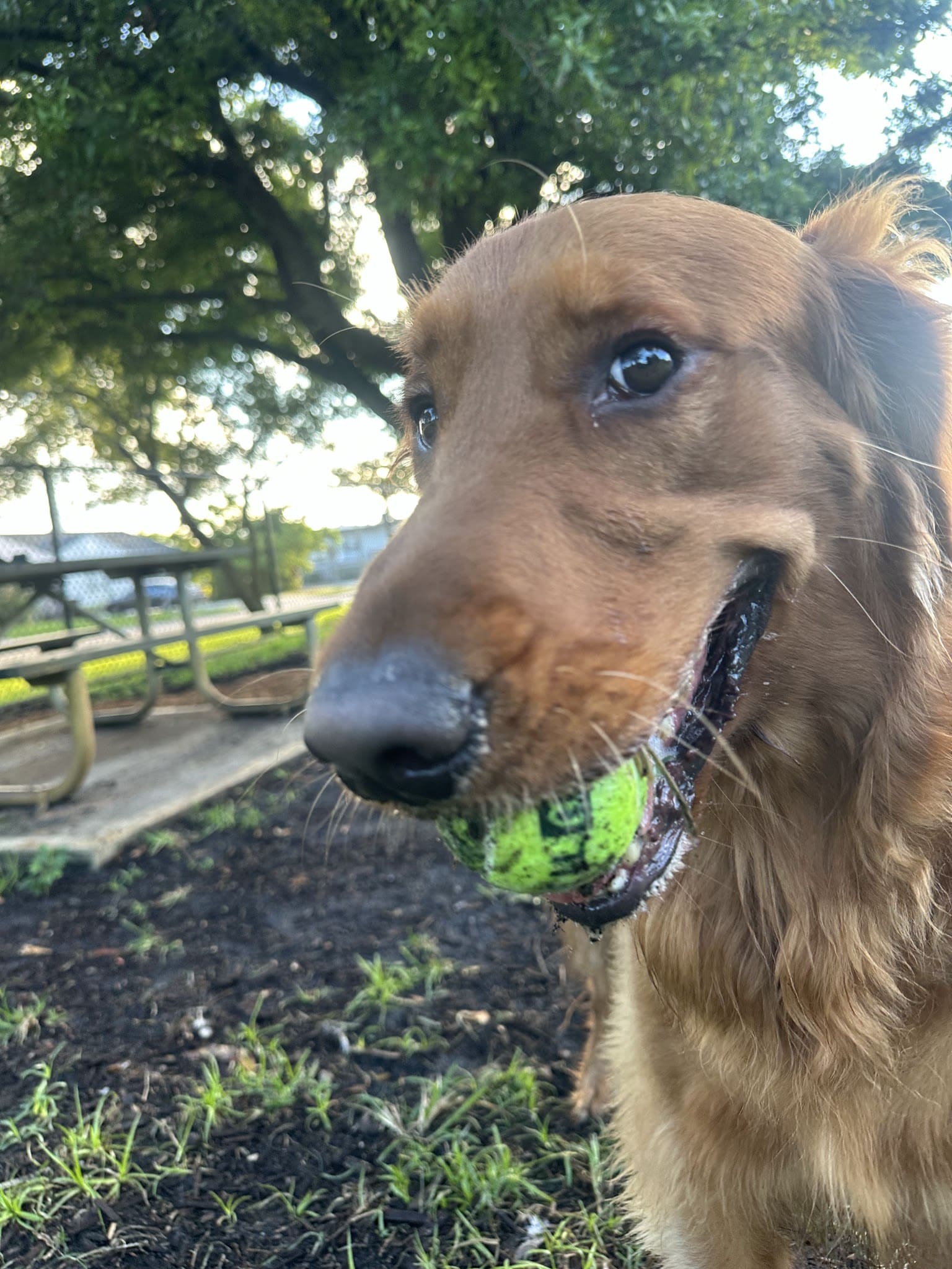 Mary Brandon Dog Park - West Palm Beach, FL