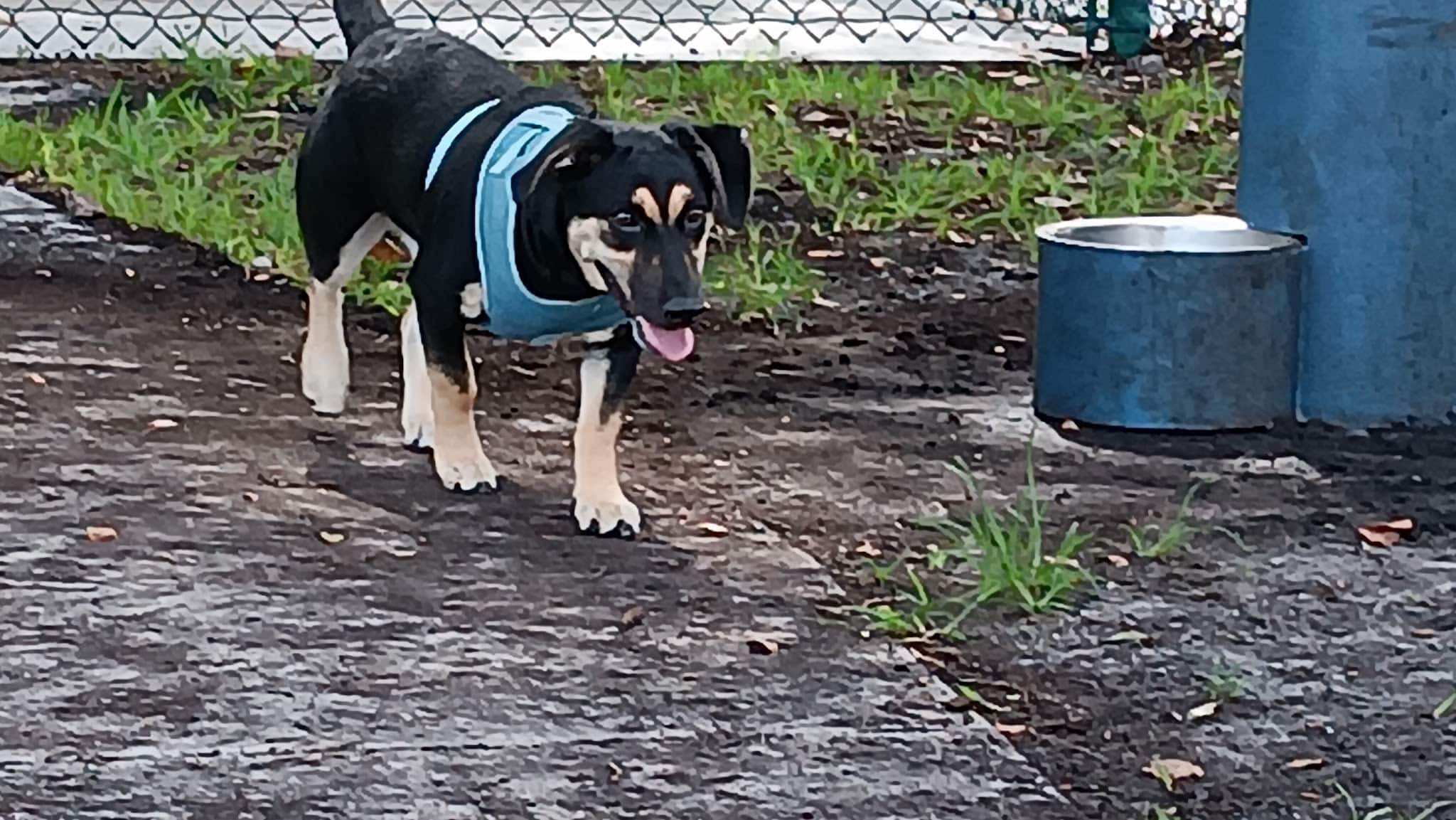 Village Paws Park - West Palm Beach, FL