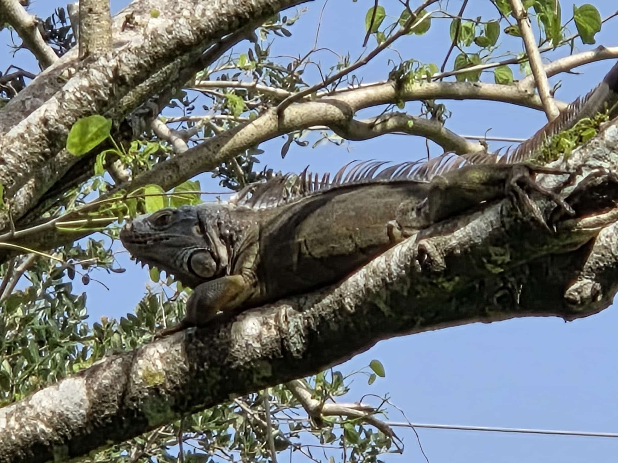 Village Paws Park - West Palm Beach, FL