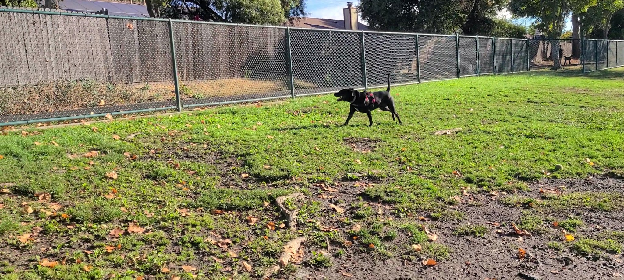 Summerfield Dog Park - West Sacramento, CA