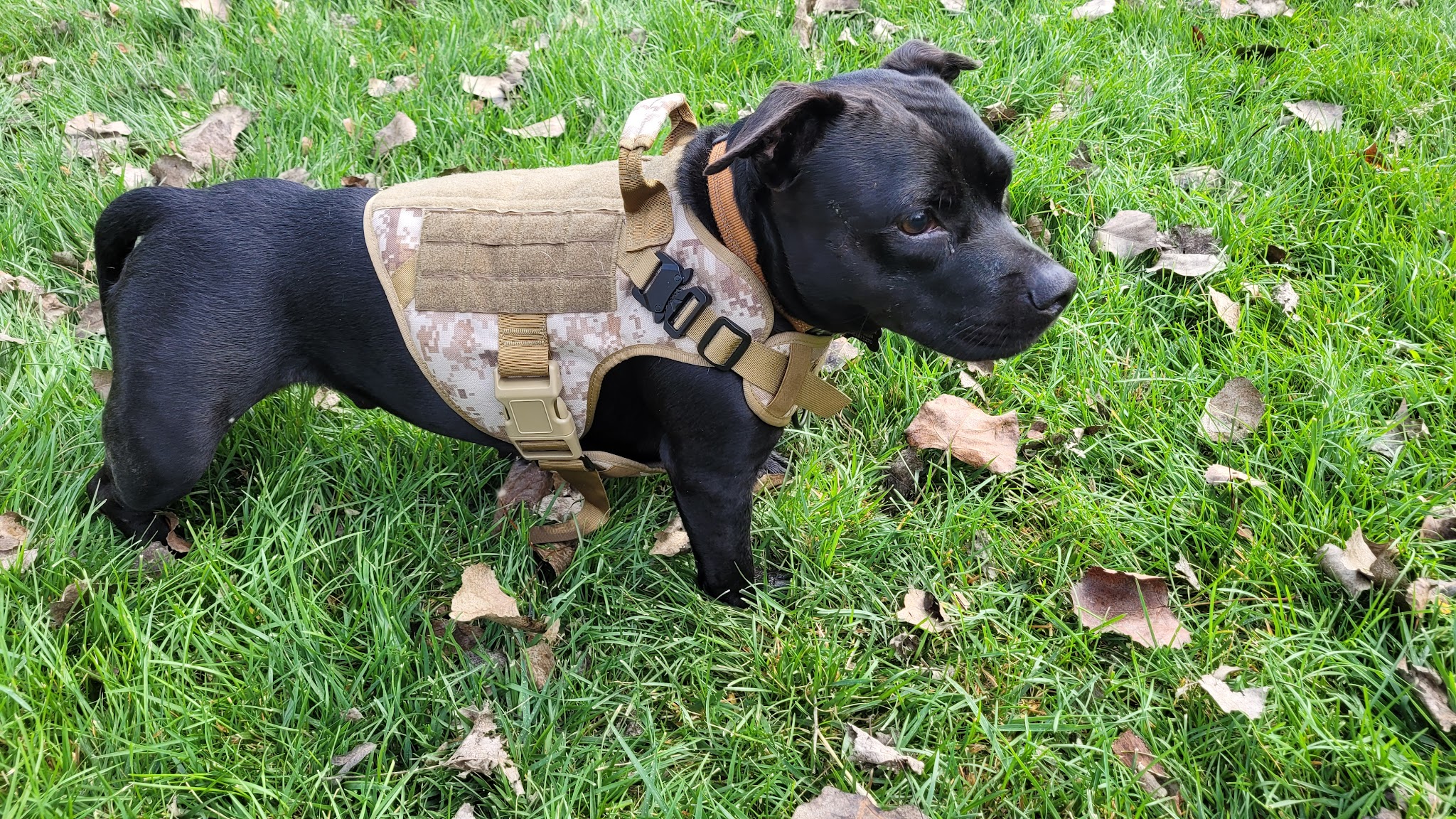 Caryn Modawell Memorial Dog Park - West Salem, WI