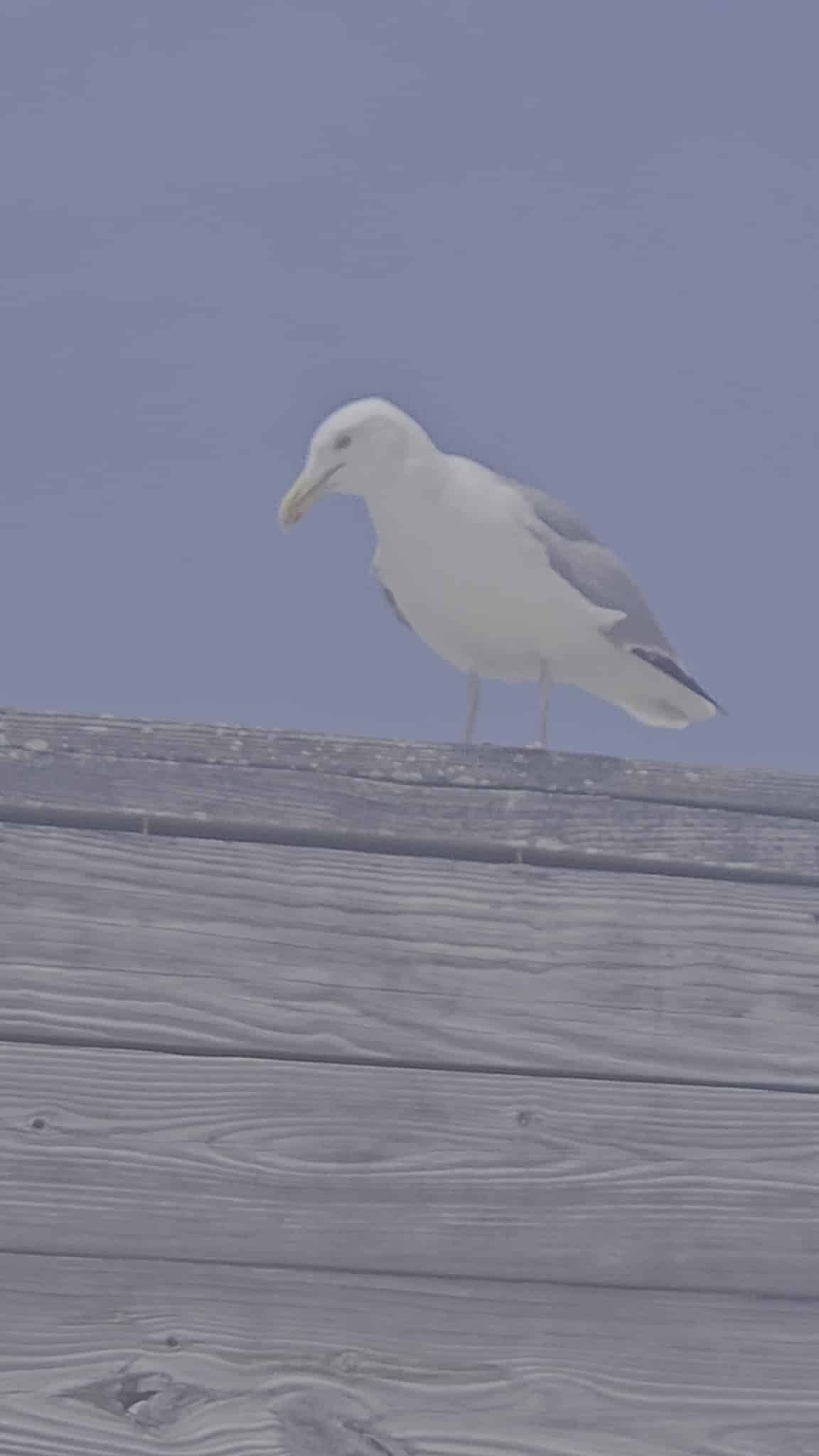 Cupsogue Beach County Park - Westhampton Beach, NY