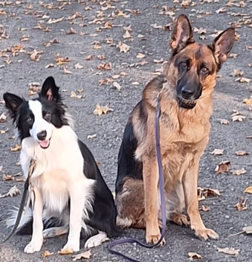 Muddy Paws Canine Center - Westminster, VT