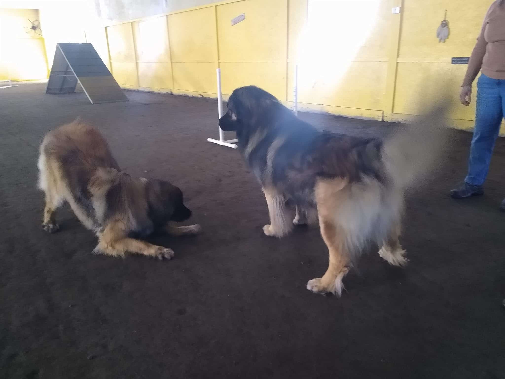 Muddy Paws Canine Center - Westminster, VT