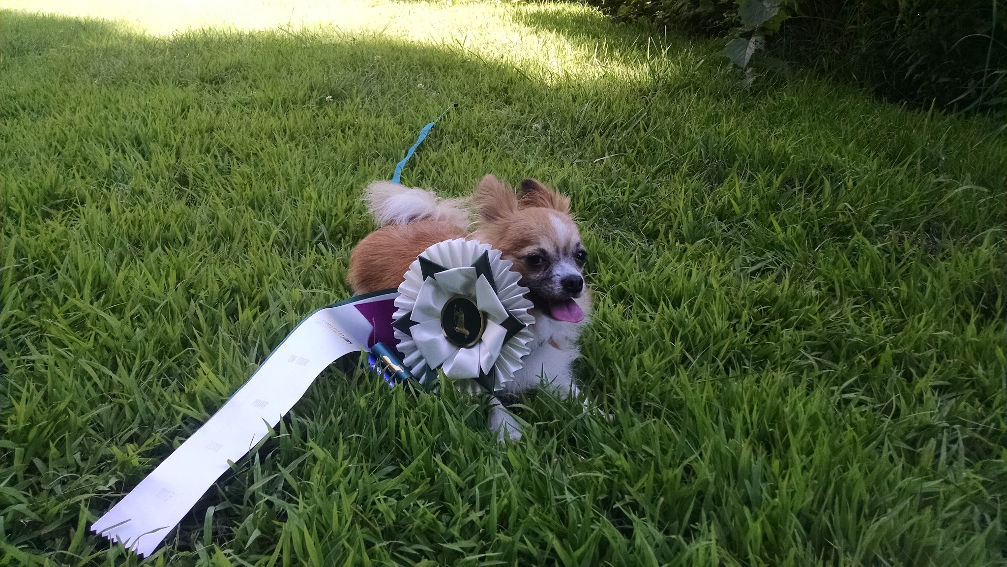 Muddy Paws Canine Center - Westminster, VT