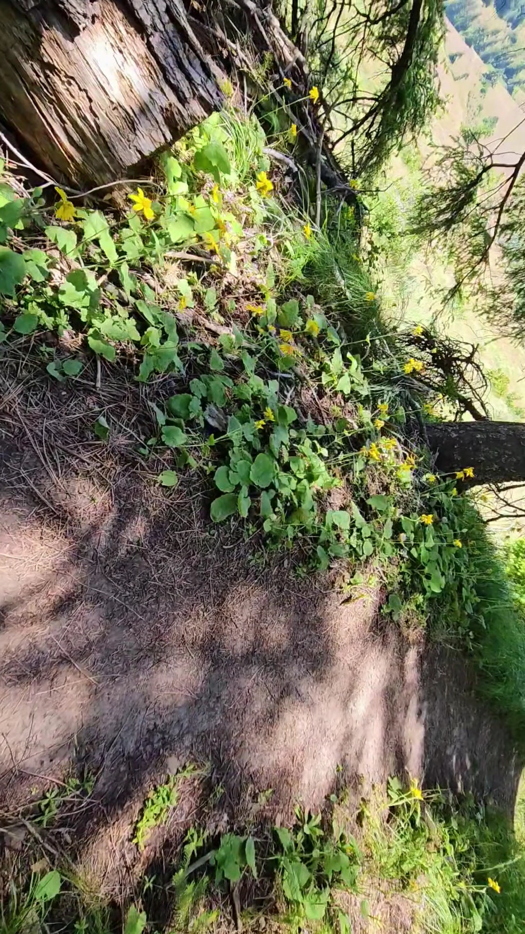 Zig Zag Springs Trailhead - Weston, OR