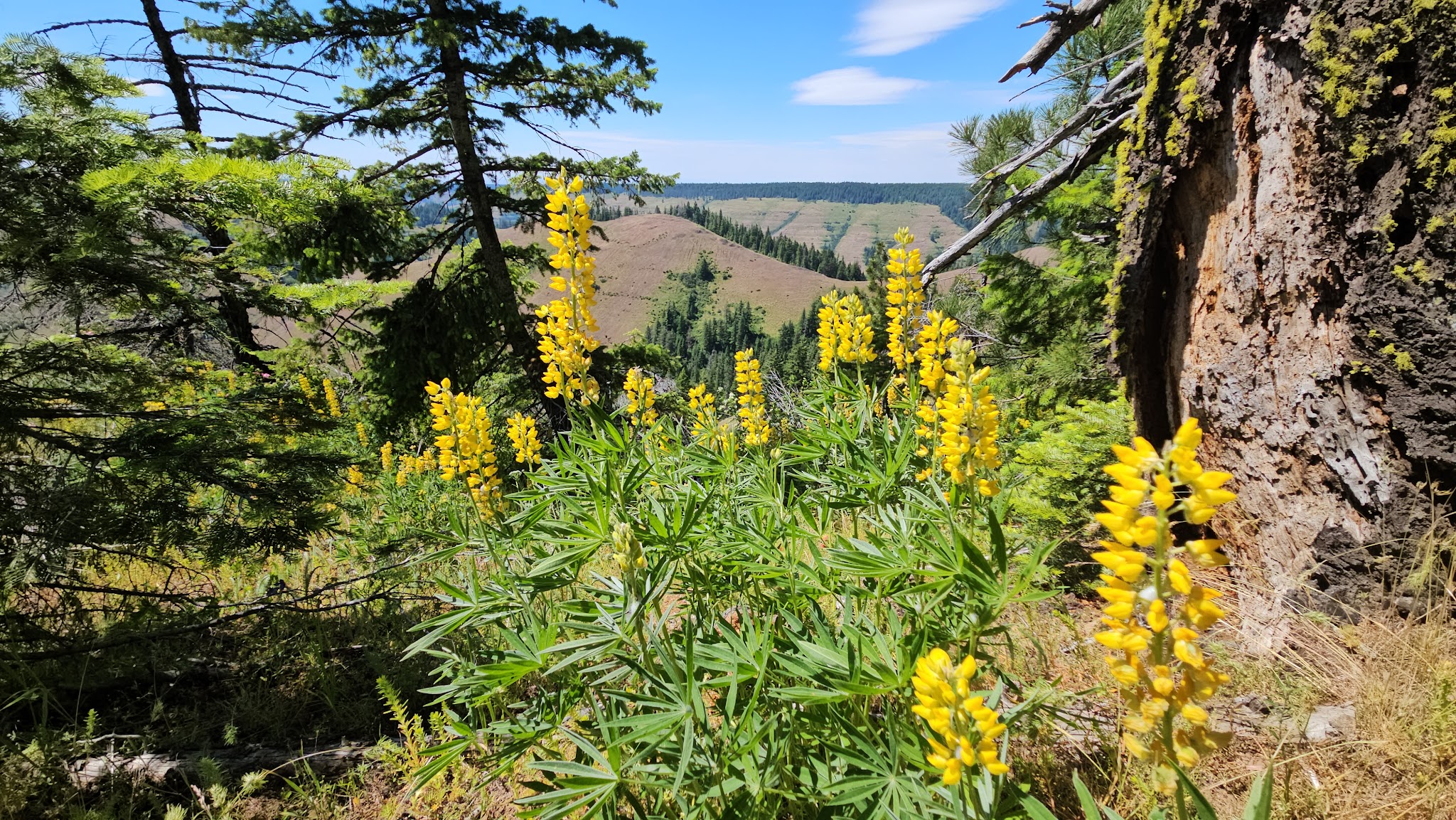 Zig Zag Springs Trailhead - Weston, OR
