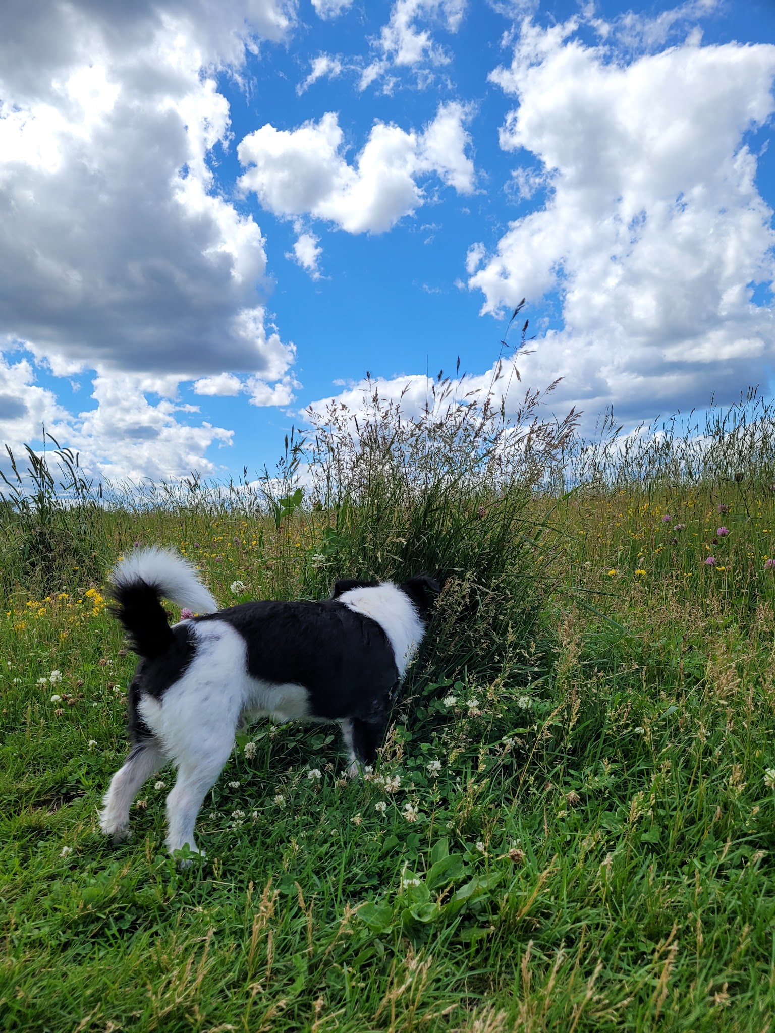 Weston Dog Park - Weston, WI