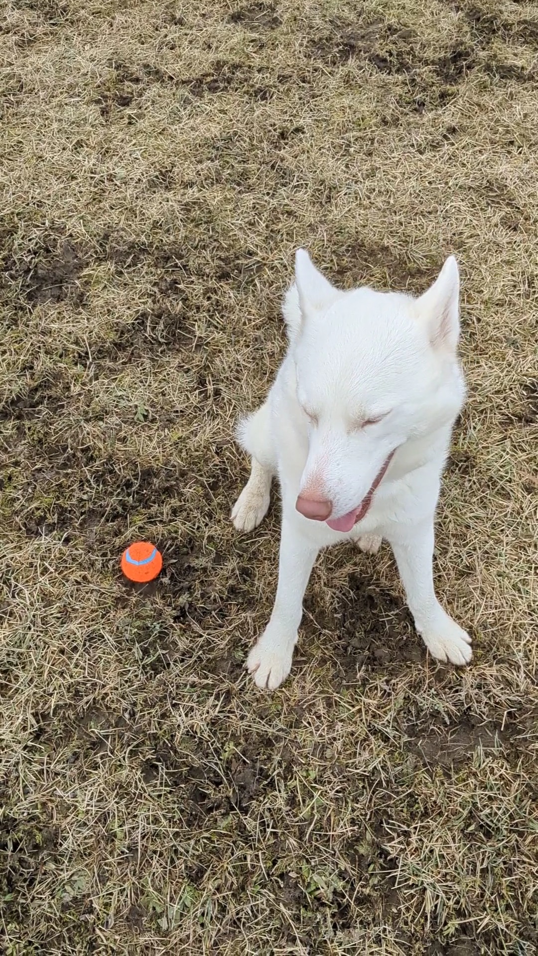 Westport Dog Park - Westport, NY