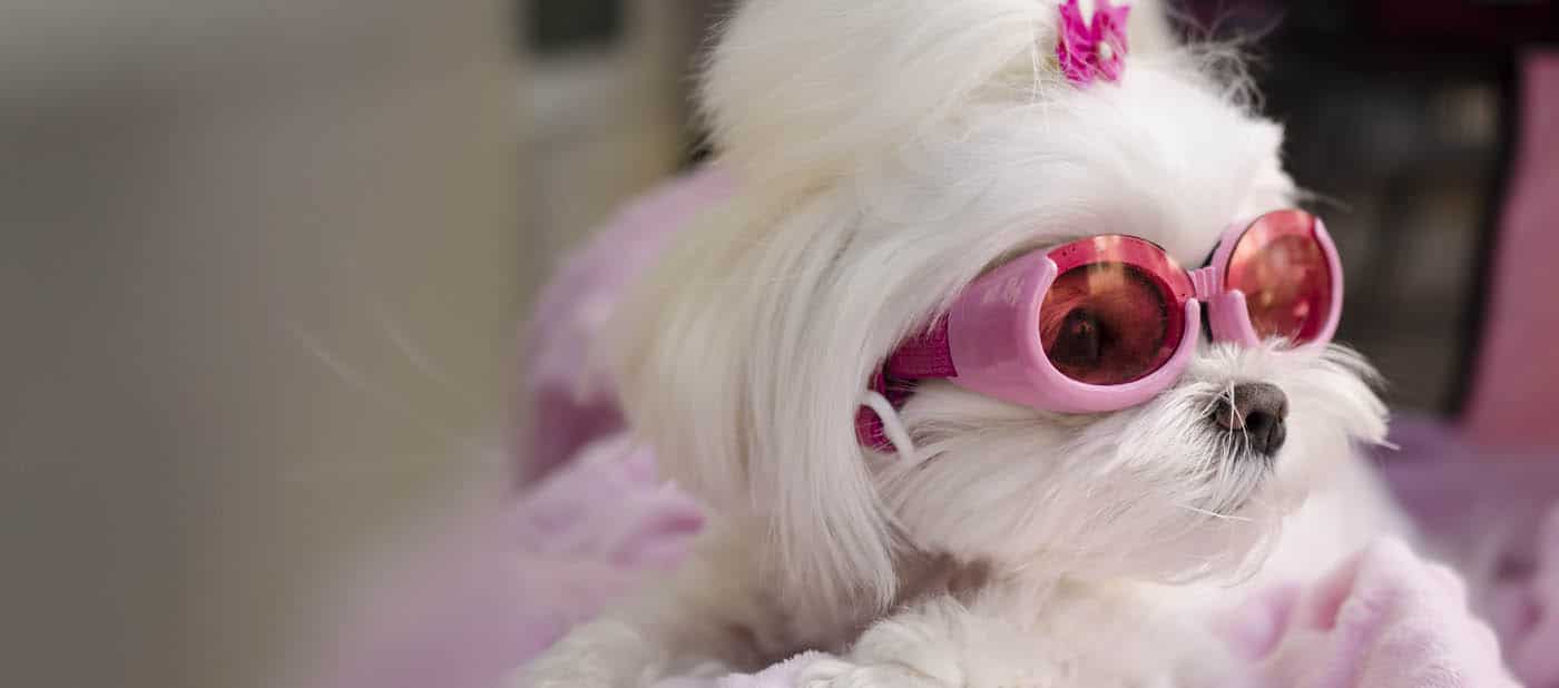 Furrylicious, LLC - White House Station, NJ