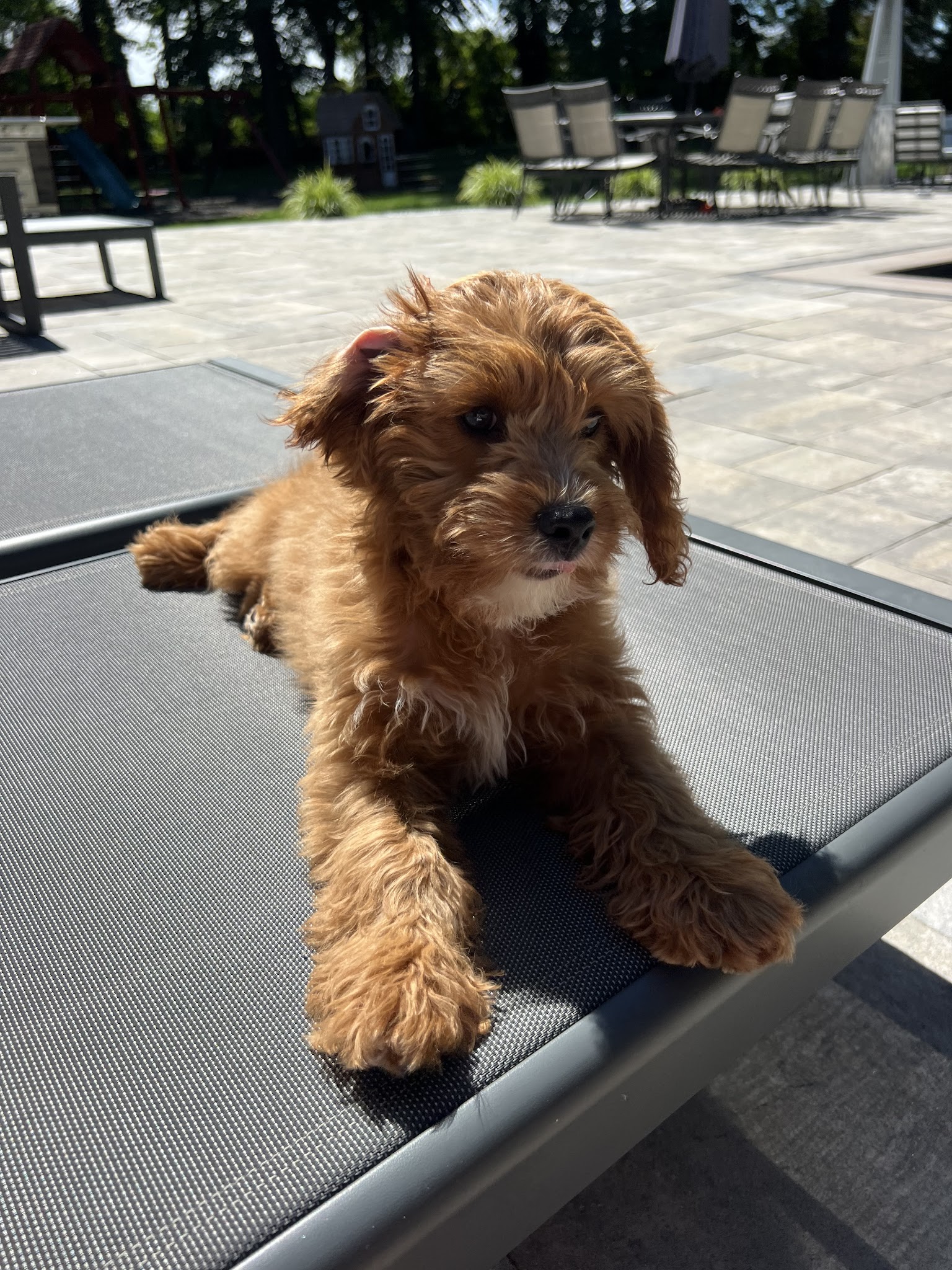 Furrylicious, LLC - White House Station, NJ