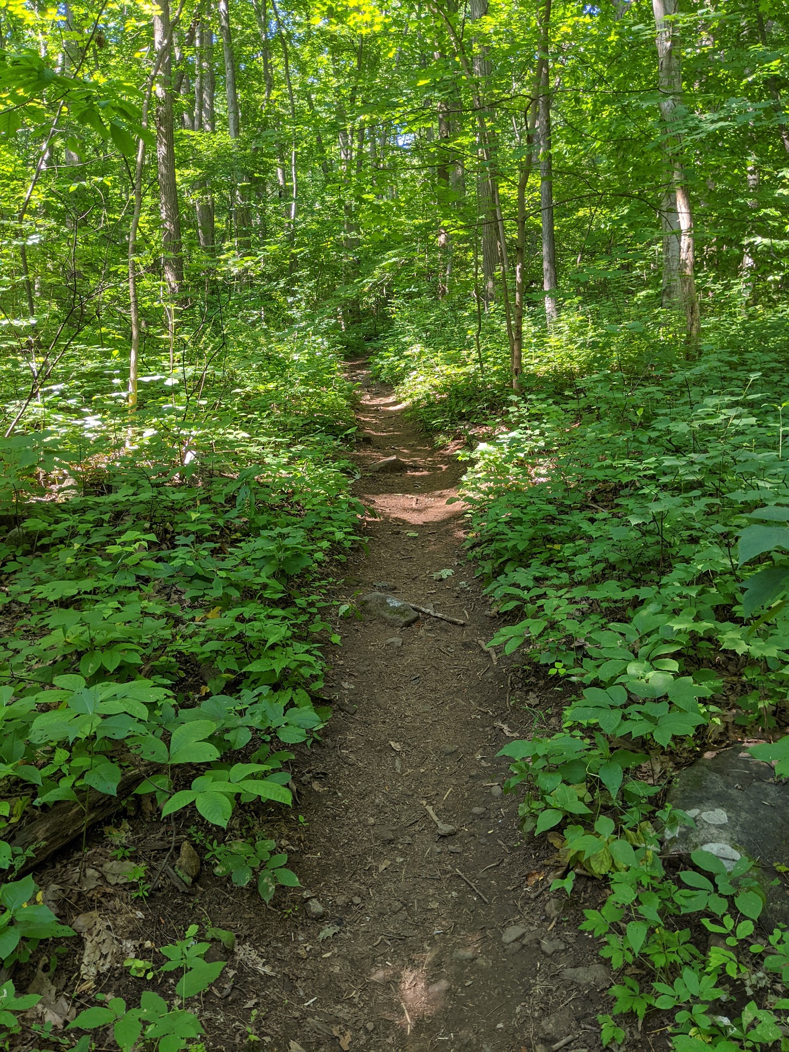 Pickell Park - White House Station, NJ