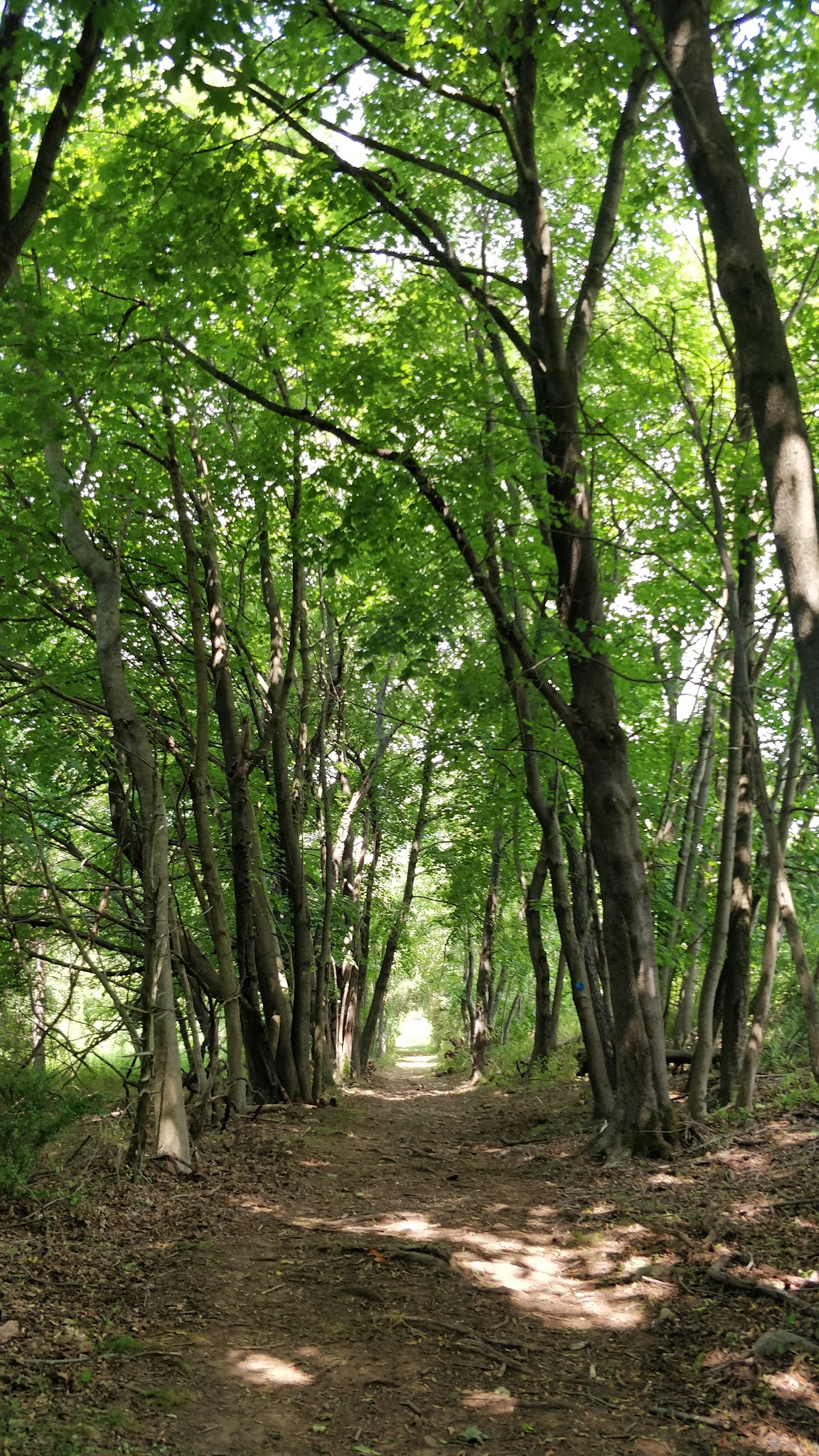 Pickell Park - White House Station, NJ
